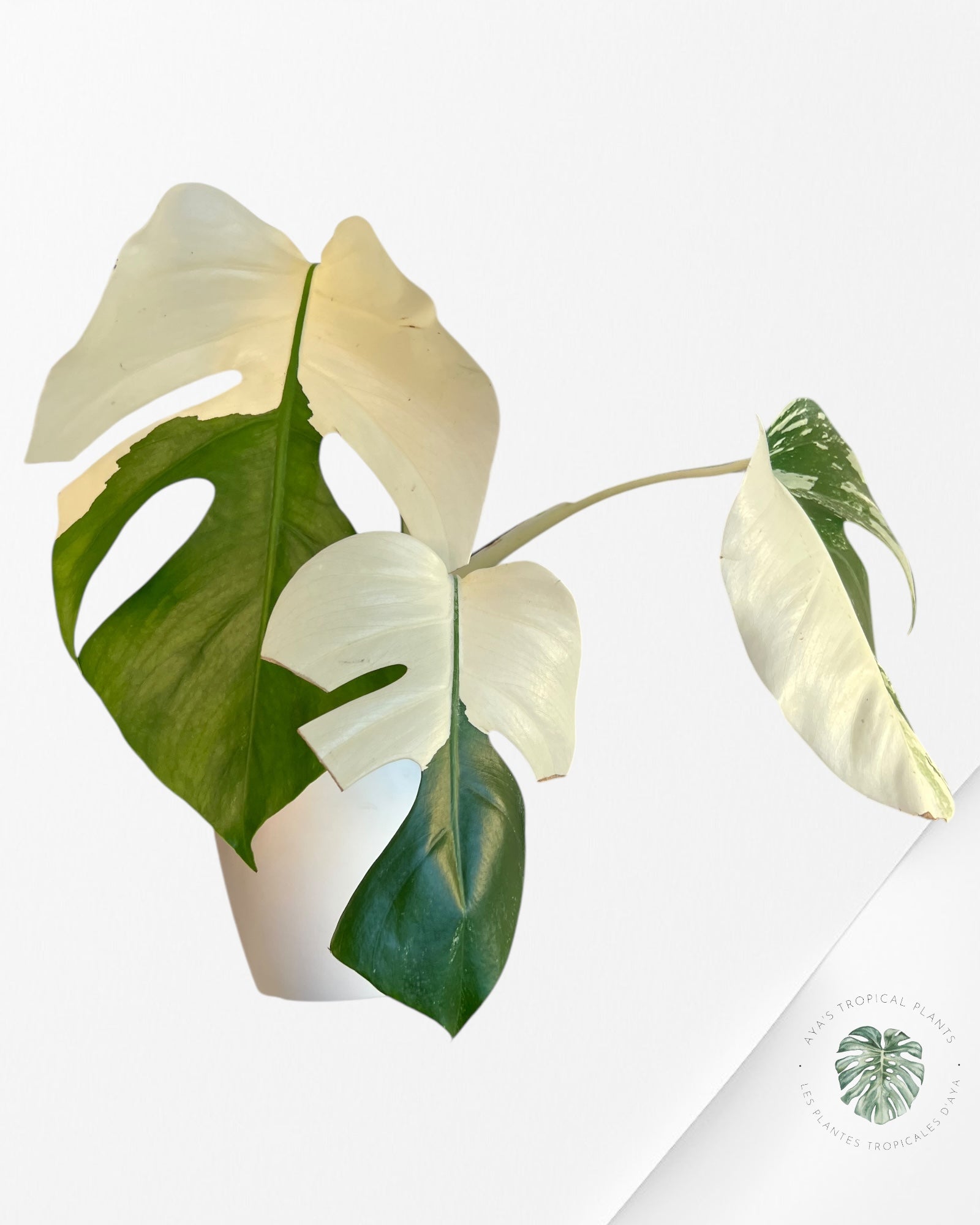 Monstera  Borsigiana Albo-JAM1