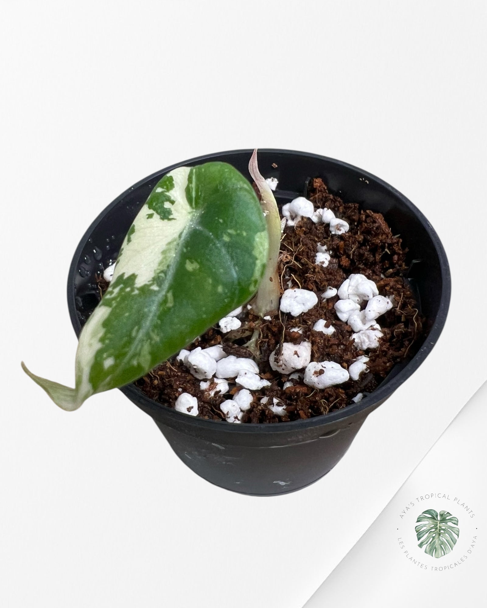 Alocasia Black Velvet Pink Variegated - 3