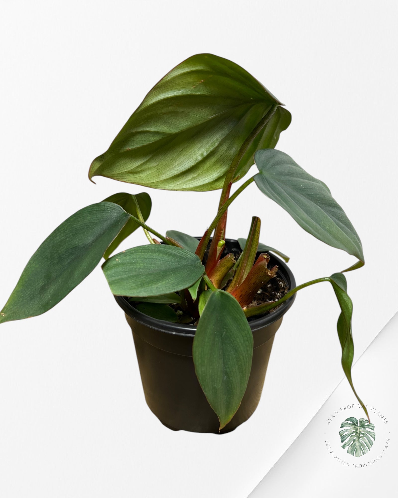 Philodendron Colombie - 04