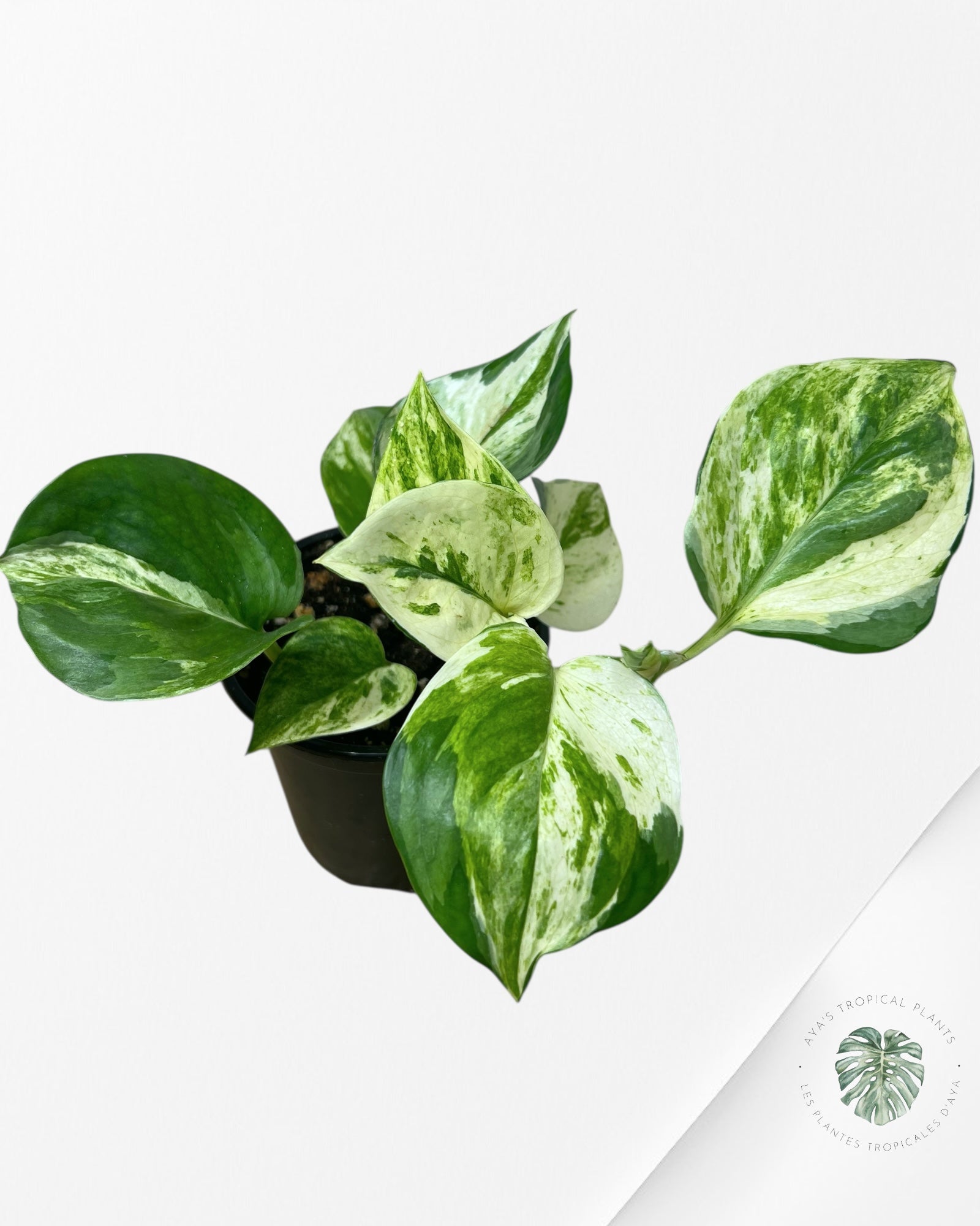 Pothos Manjula - P7