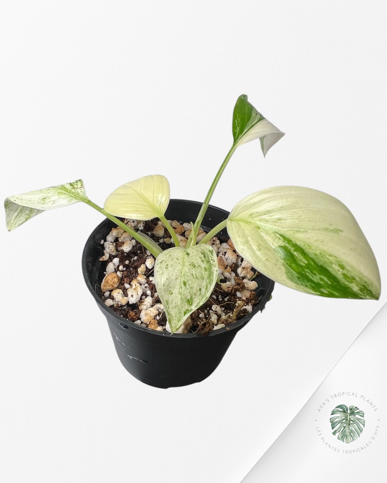 Homalomena rubescens "Albo" variegated  - LF
