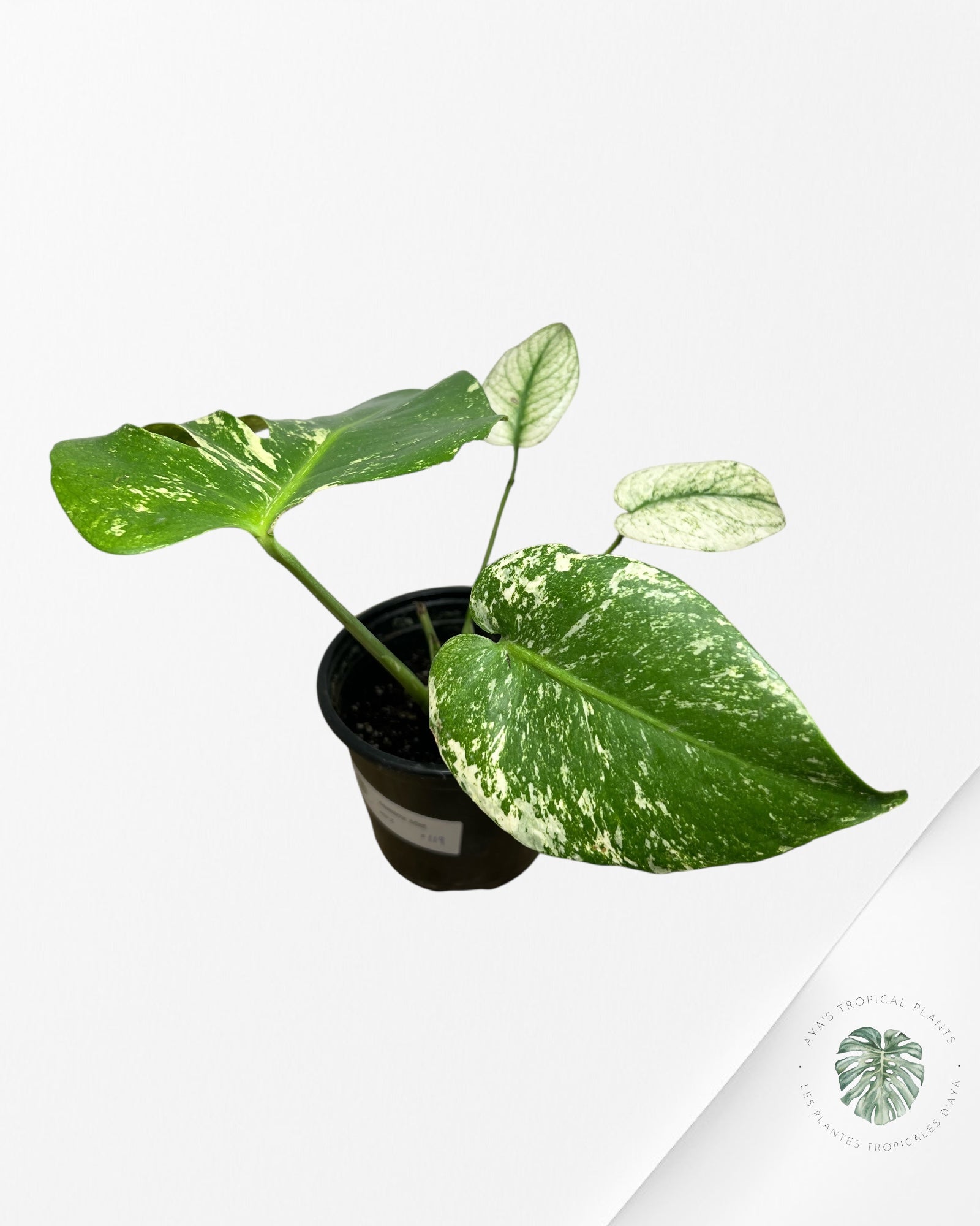 Monstera Mint - SP2