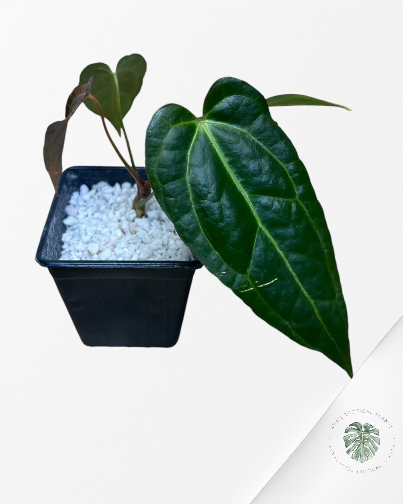 Anthurium Papillilaminum Bleu X One -02