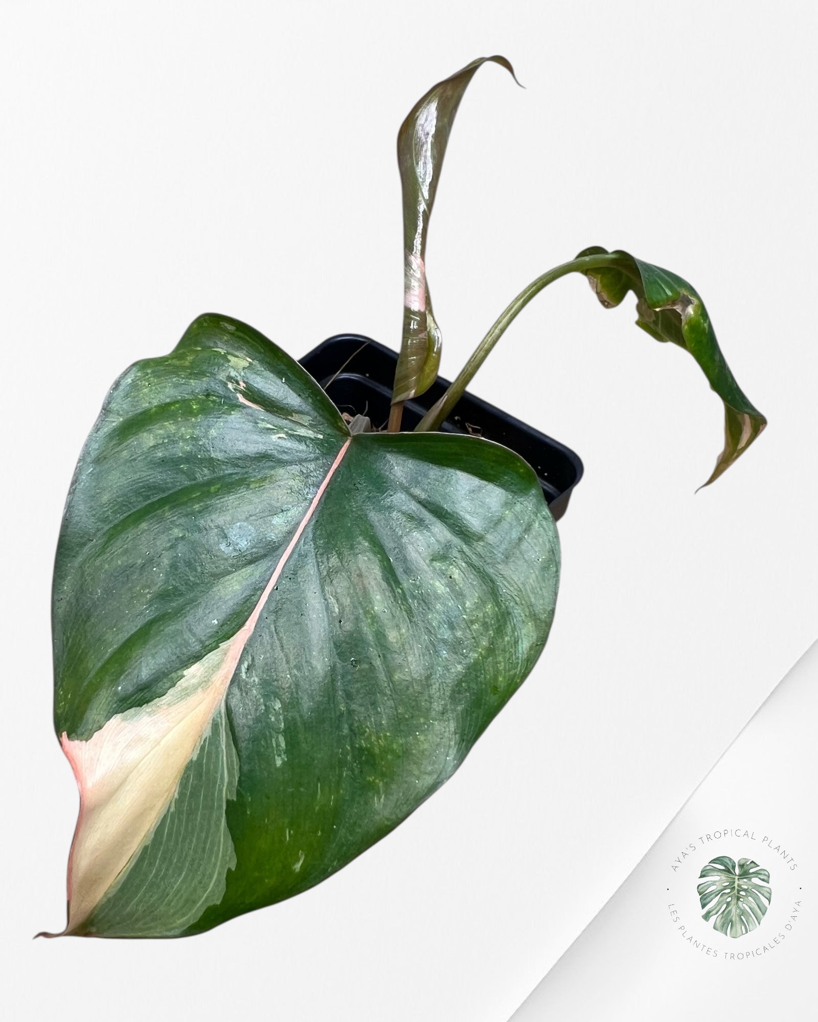 Homalomena Pink Diamond - V