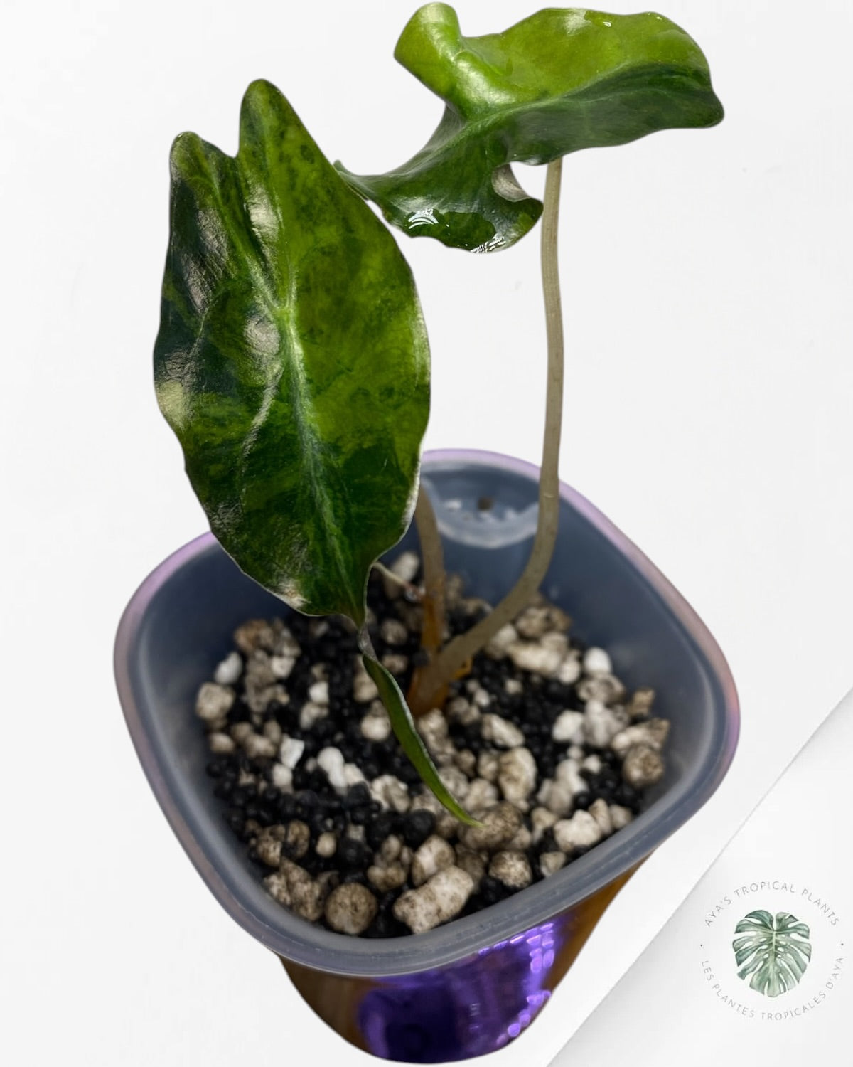 Alocasia Venom Aurea Variegated