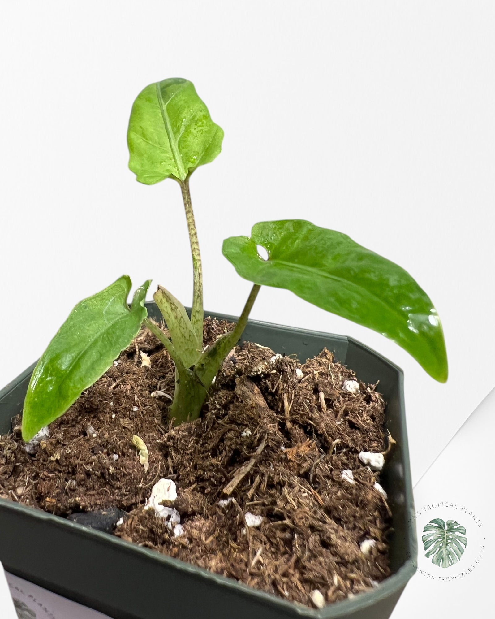 Alocasia Lauterbachiana Variegated-ALB14