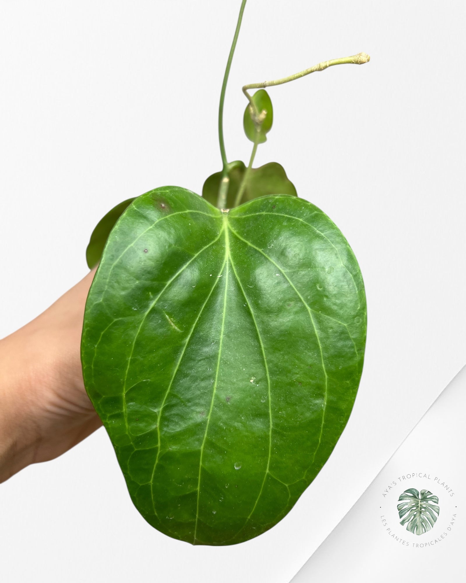 Hoya Cominsii - F1