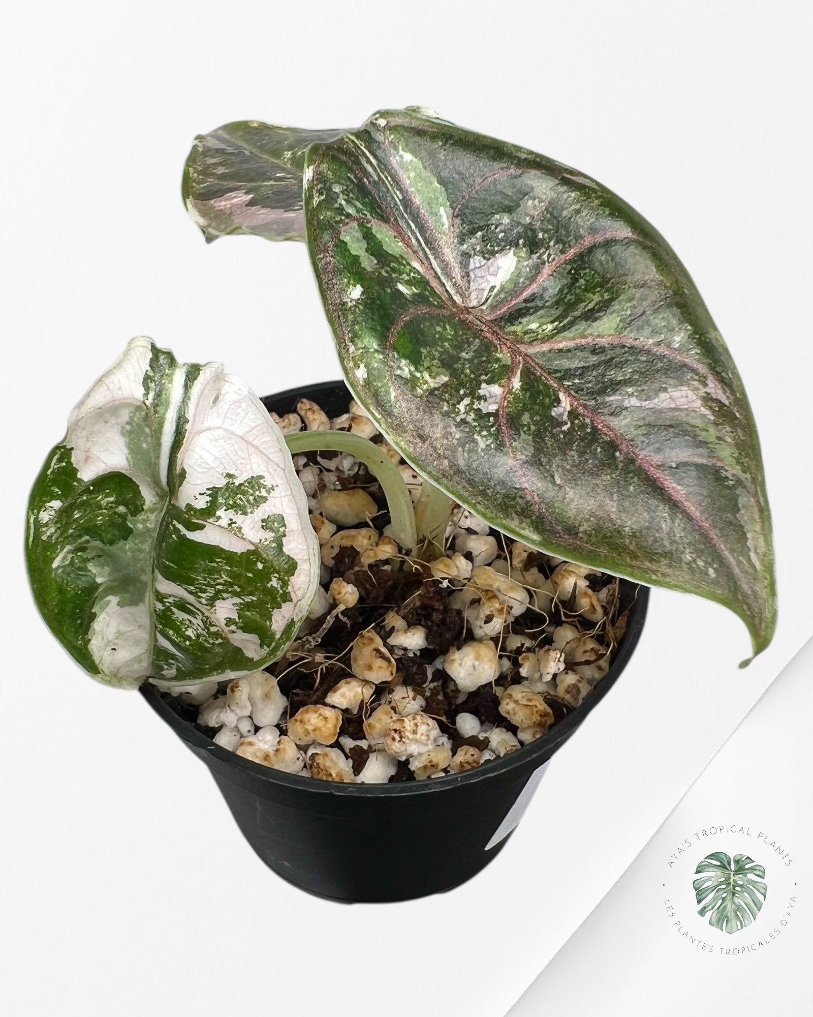 Alocasia Azlanii Pink Variegated - 02