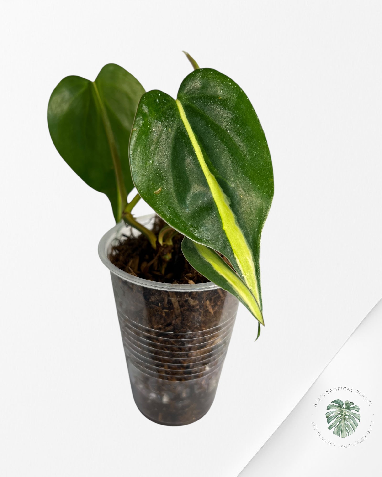 Crème éclaboussée au philodendron -G