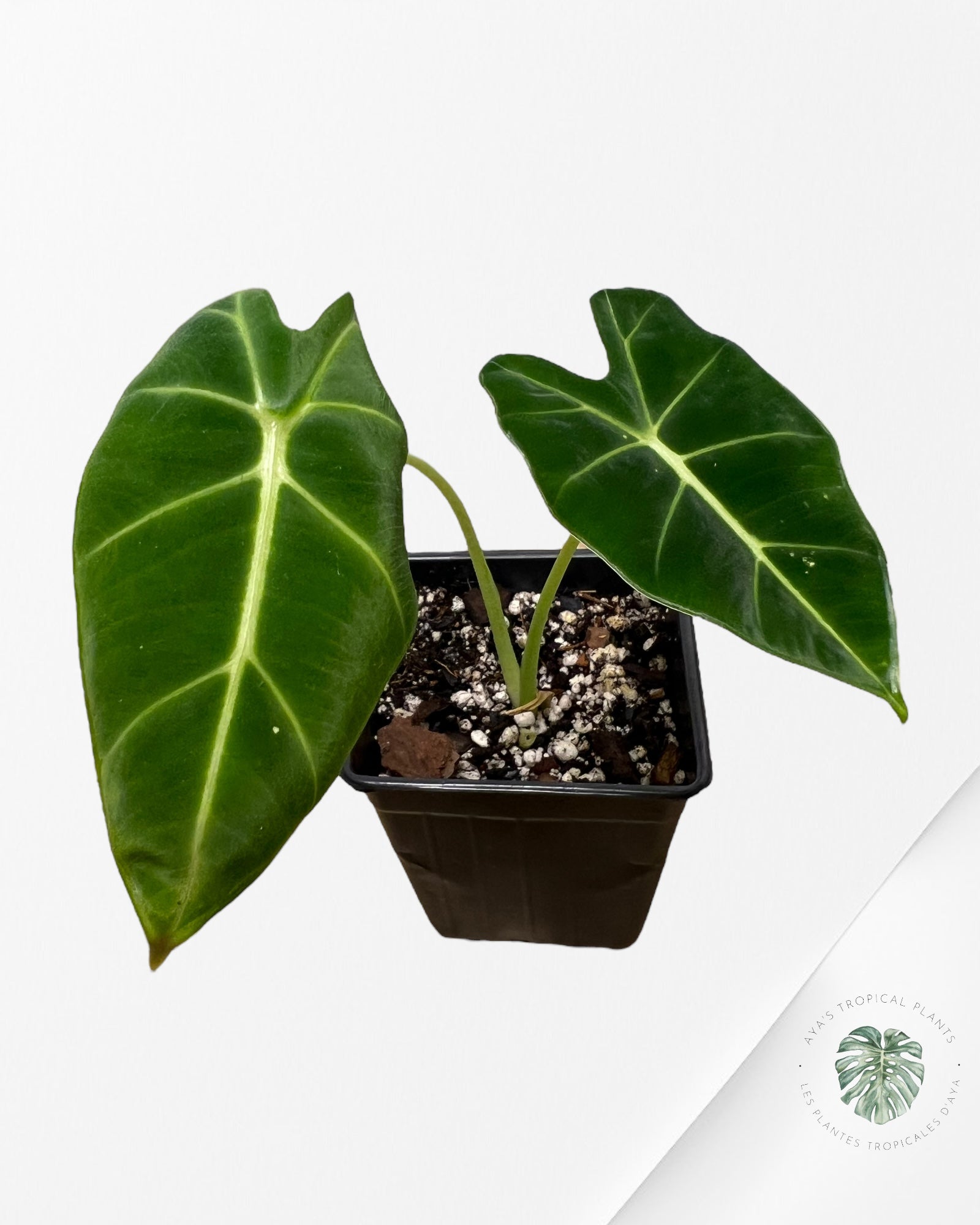 Alocasia Frydek - 200