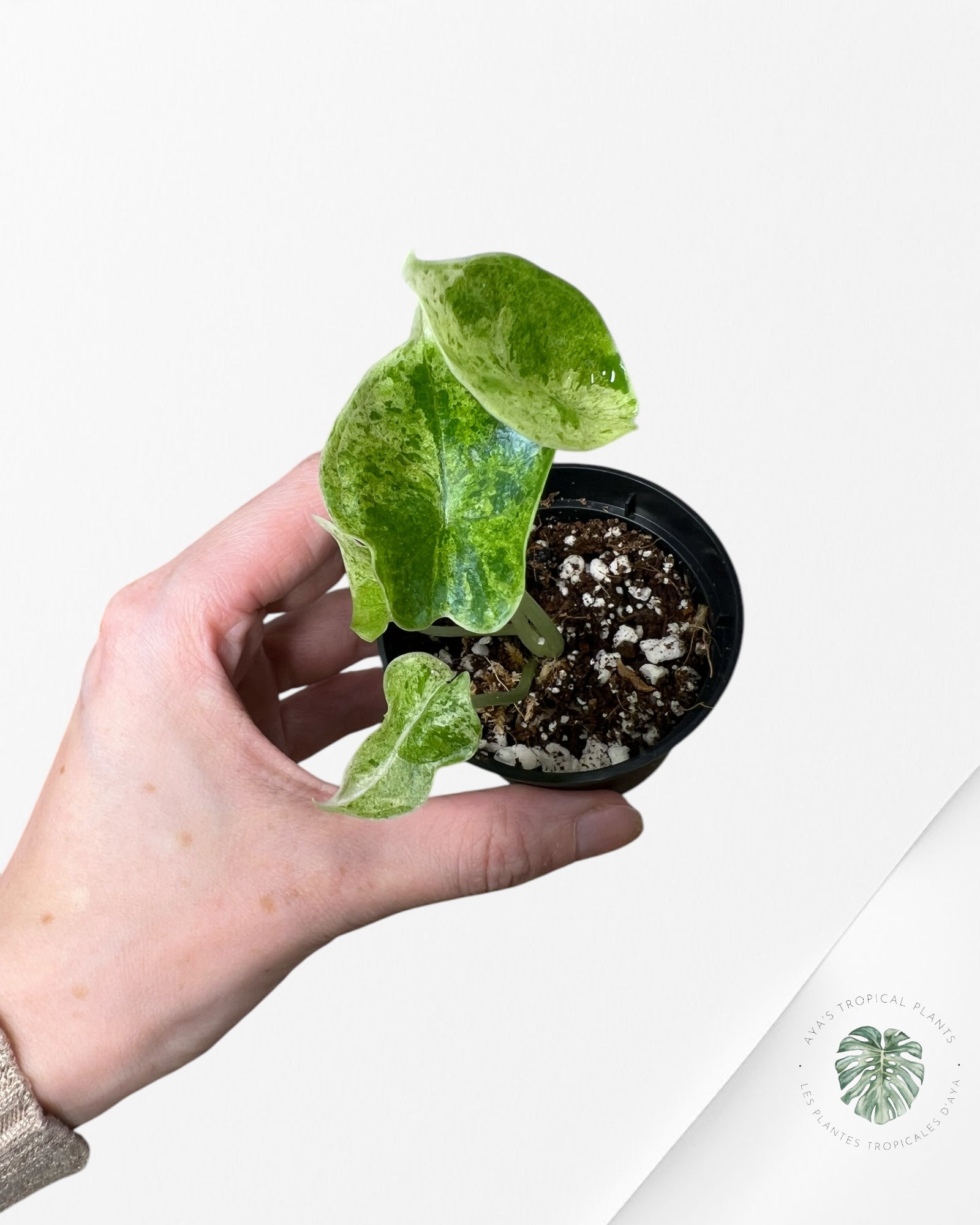 Alocasia Dragon Scale Mint - T2