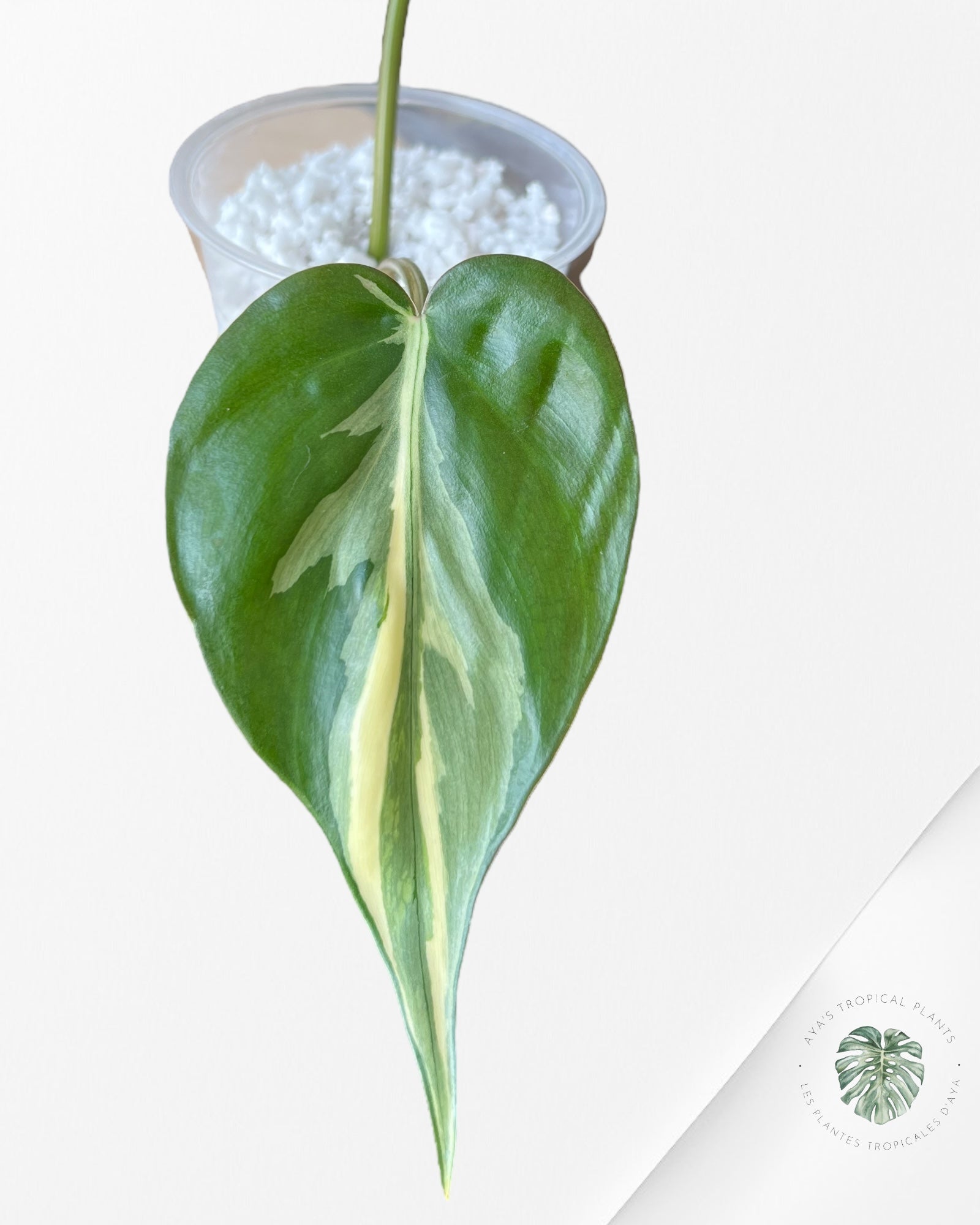 Philodendron Hederaceum 'Rio'-2222