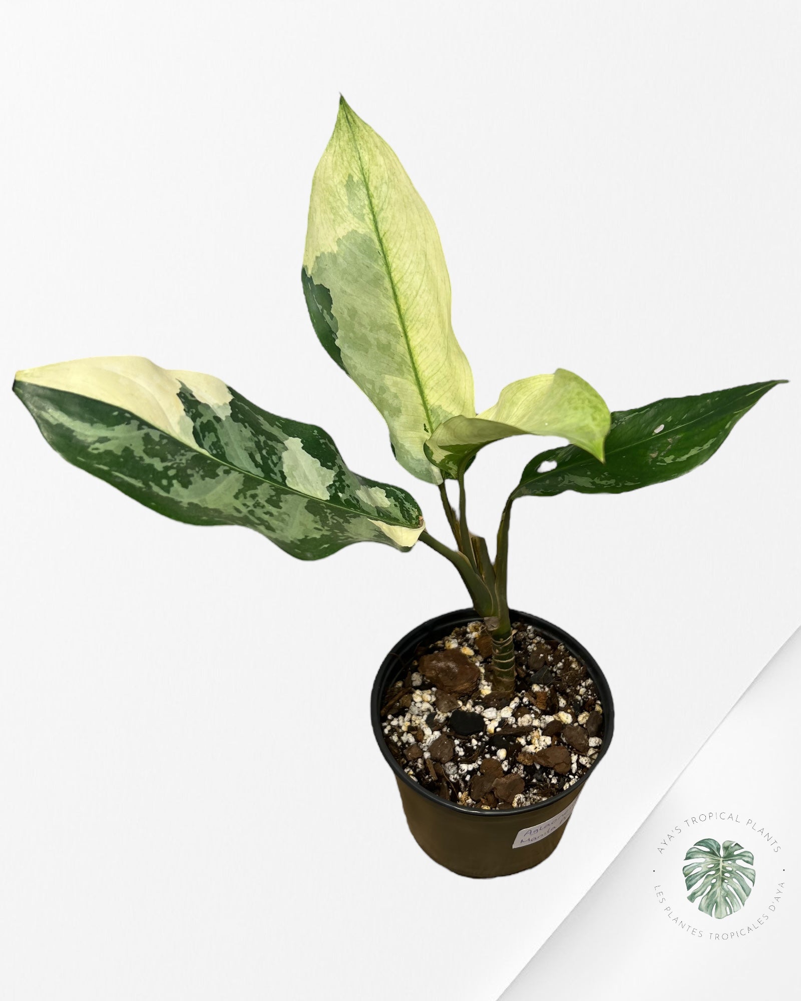 Aglaonema Manila Pride - AMP5