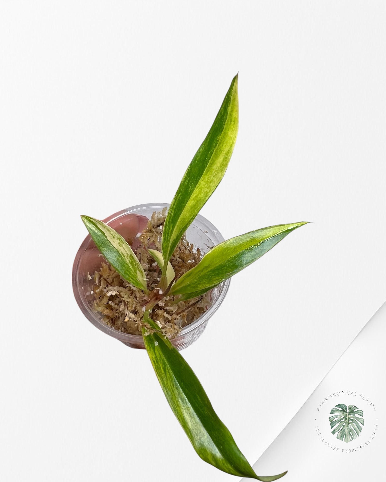 Philodendron Caramel Marble - TC2
