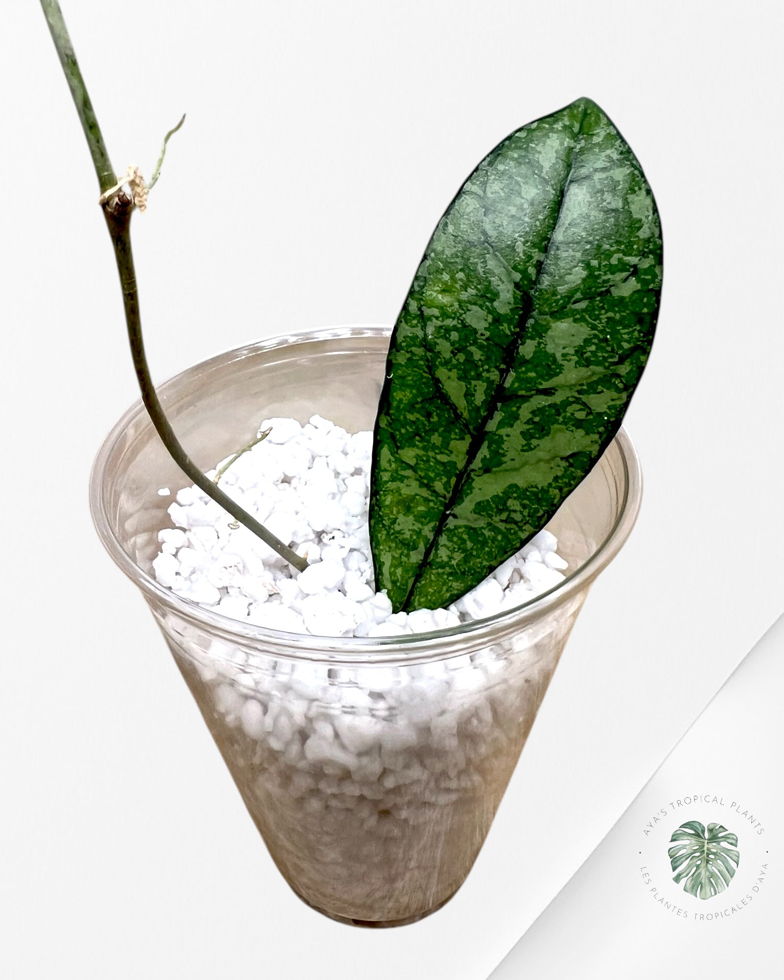 Hoya crassipetiolata (Super splash) - P1