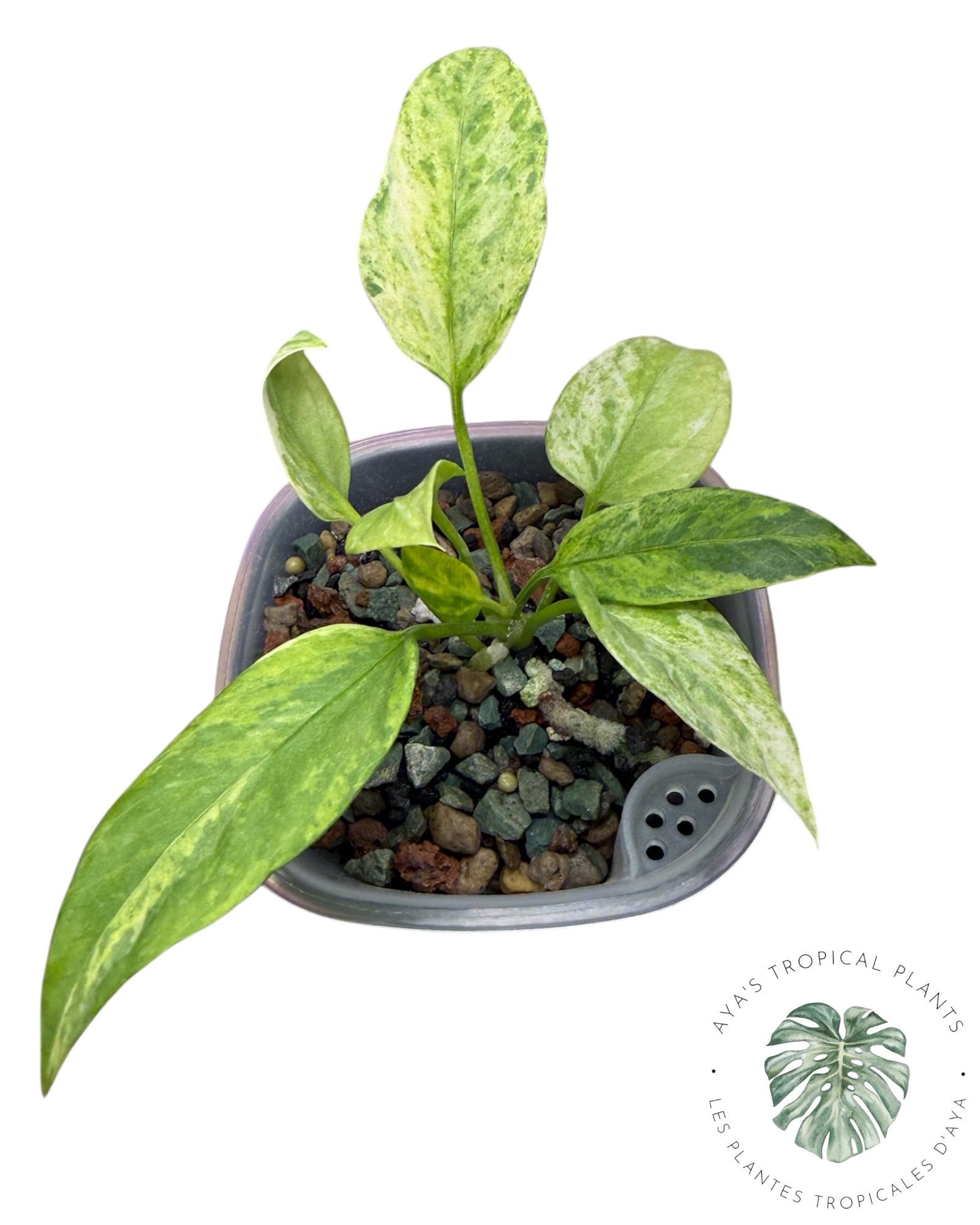 Anthurium Vittarifolium panaché