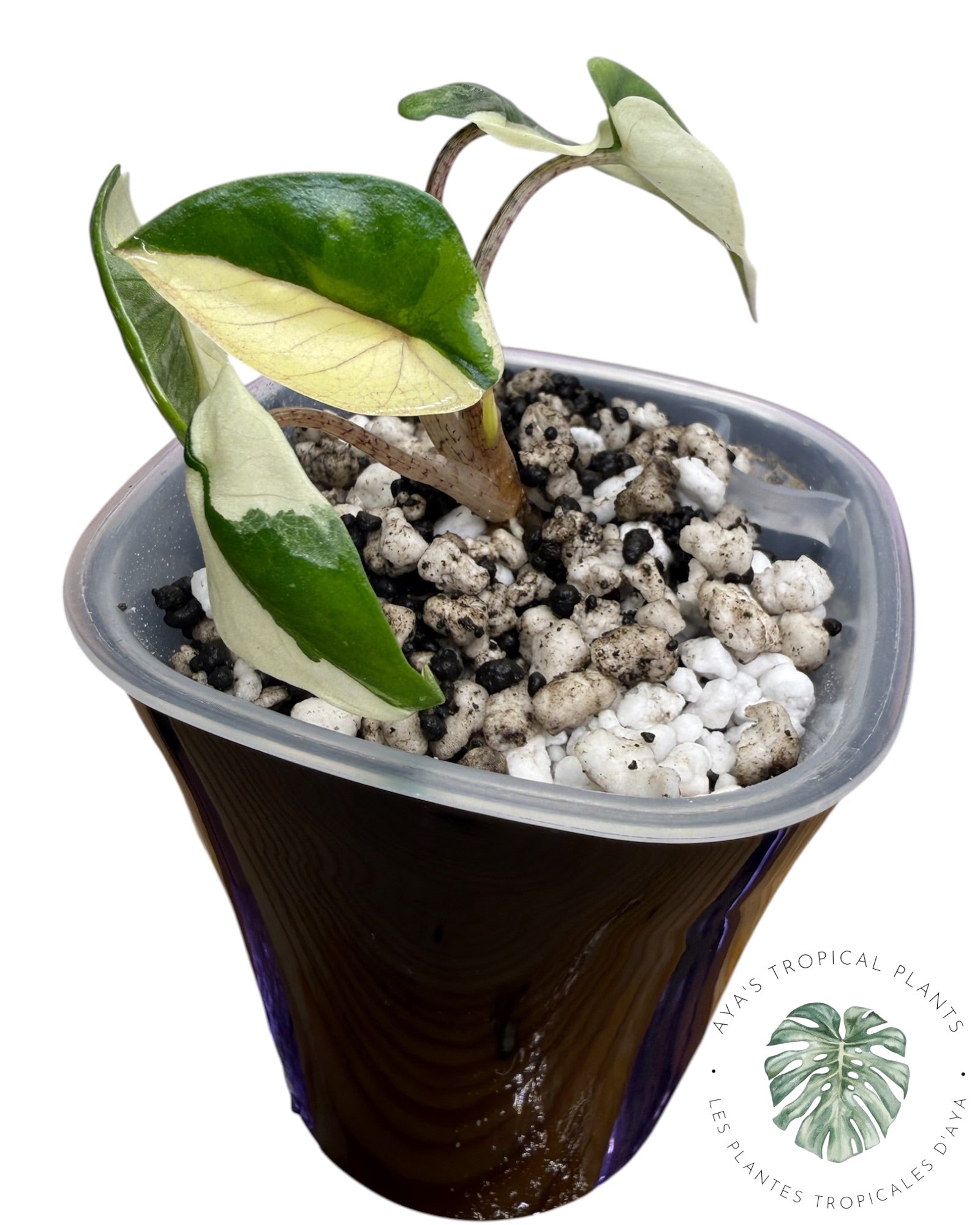 Alocasia Heterophylla Metallic Blue Albo