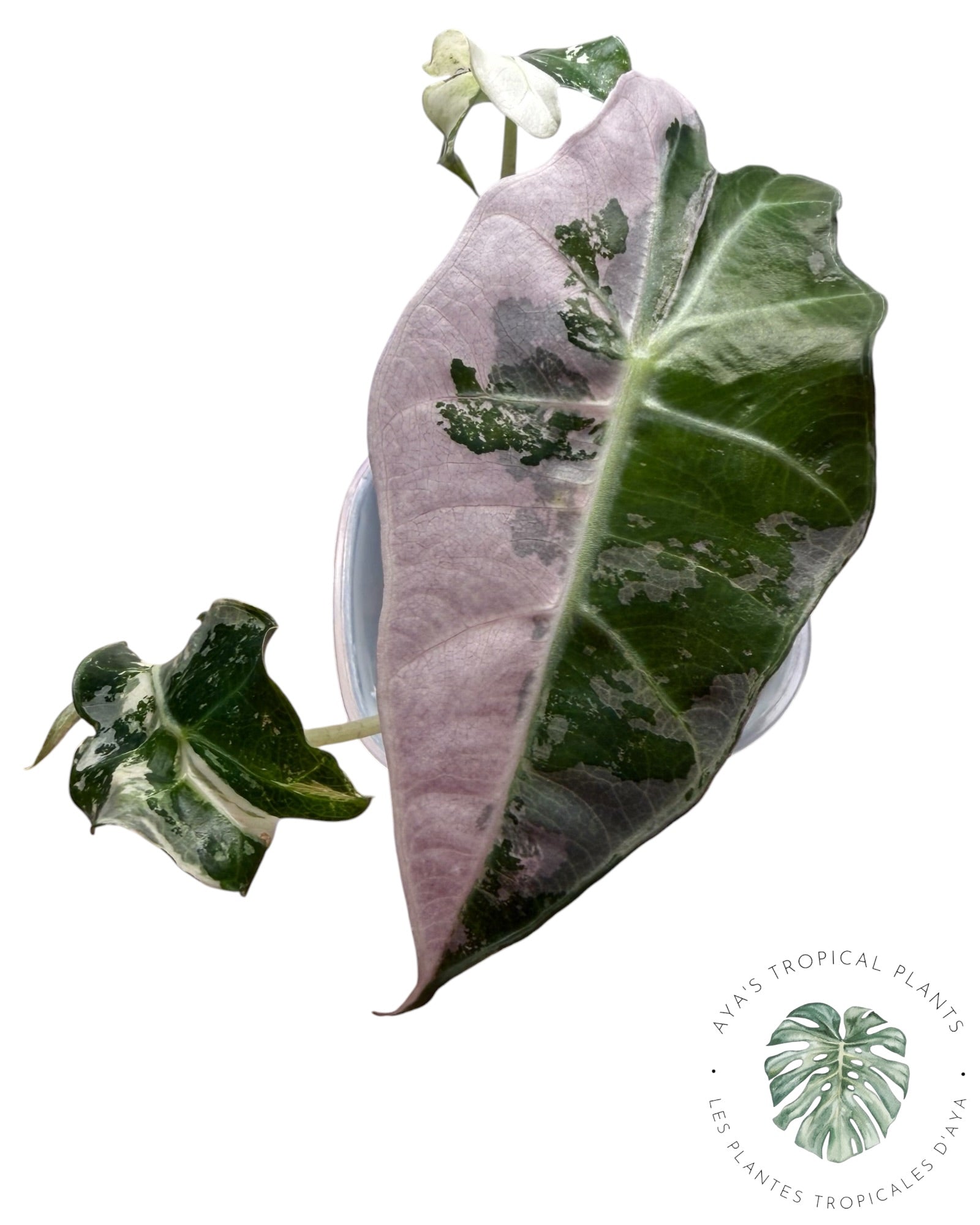Alocasia Polly Pink Snowflake