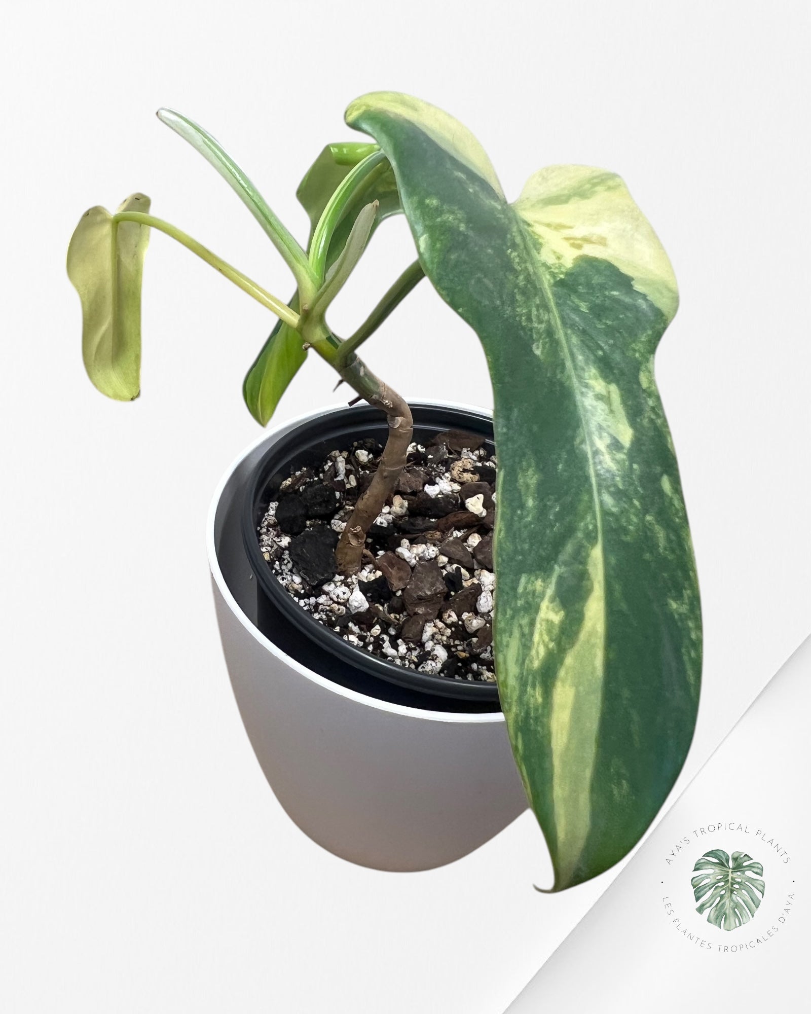 Philodendron Violon Panaché -A