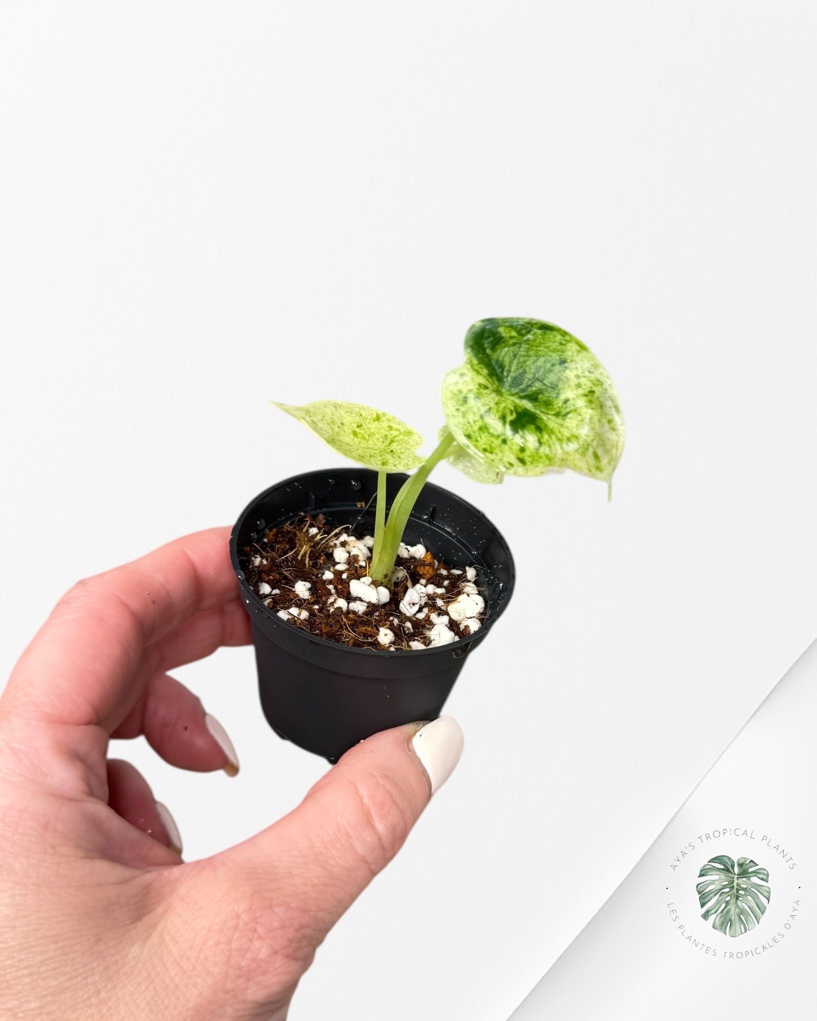 Alocasia Dragon Scale Mint -C