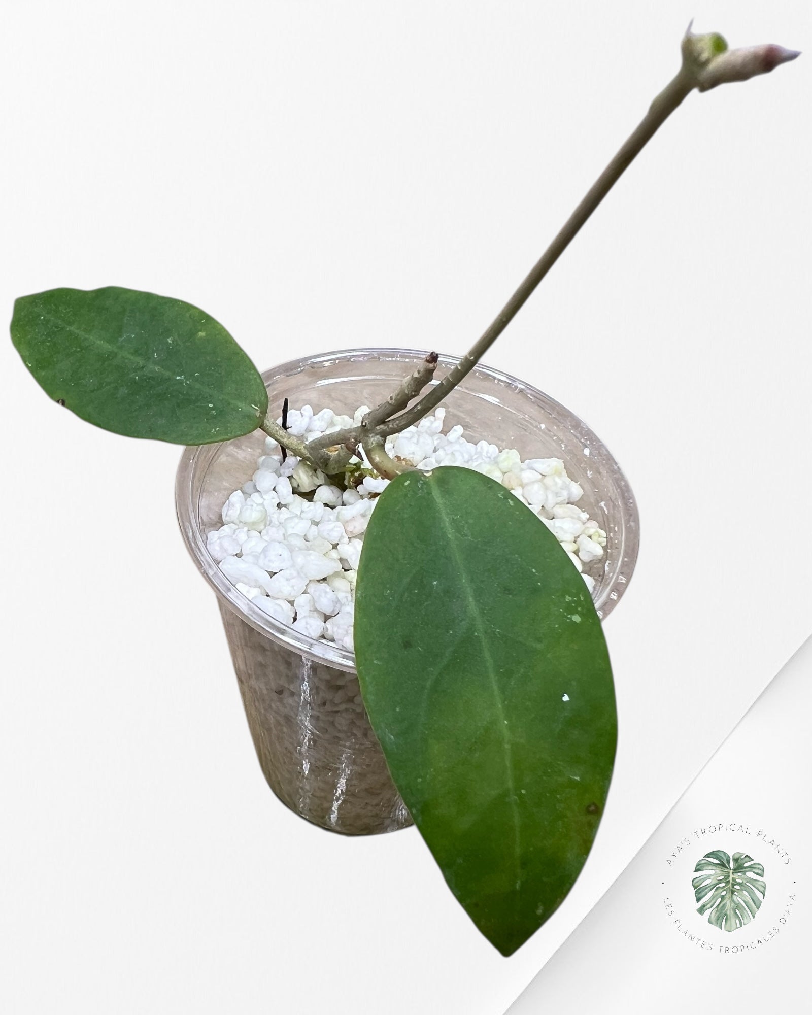 Hoya Patricia - F4