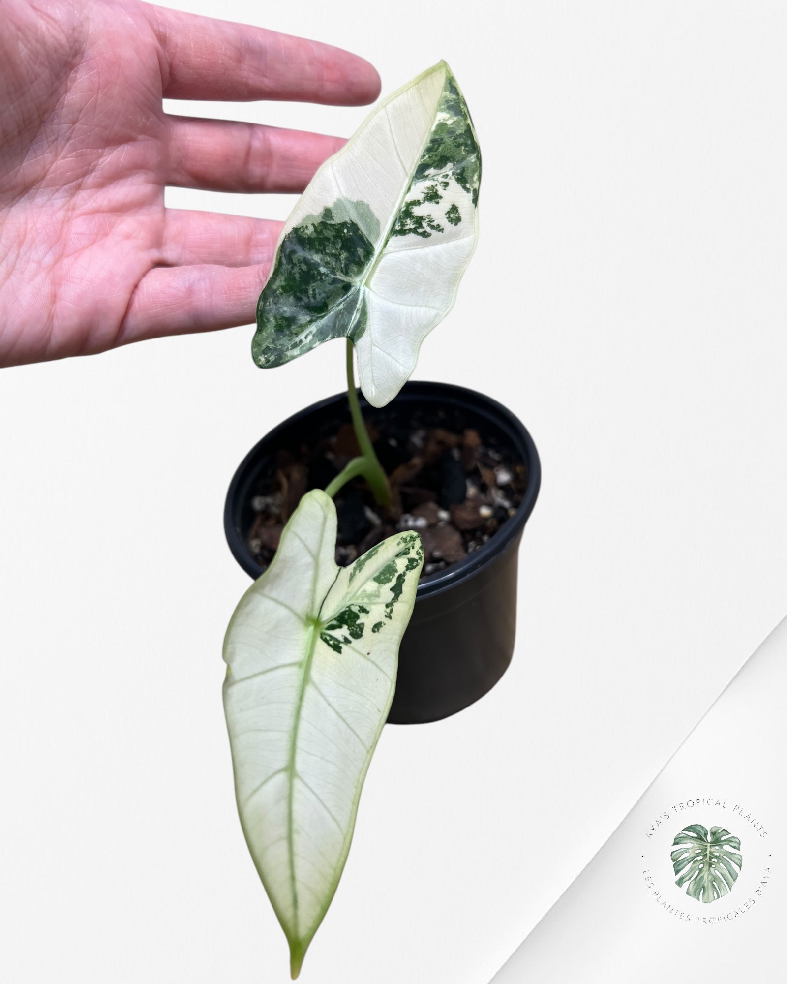 Alocasia Frydek Variagated -AFV4