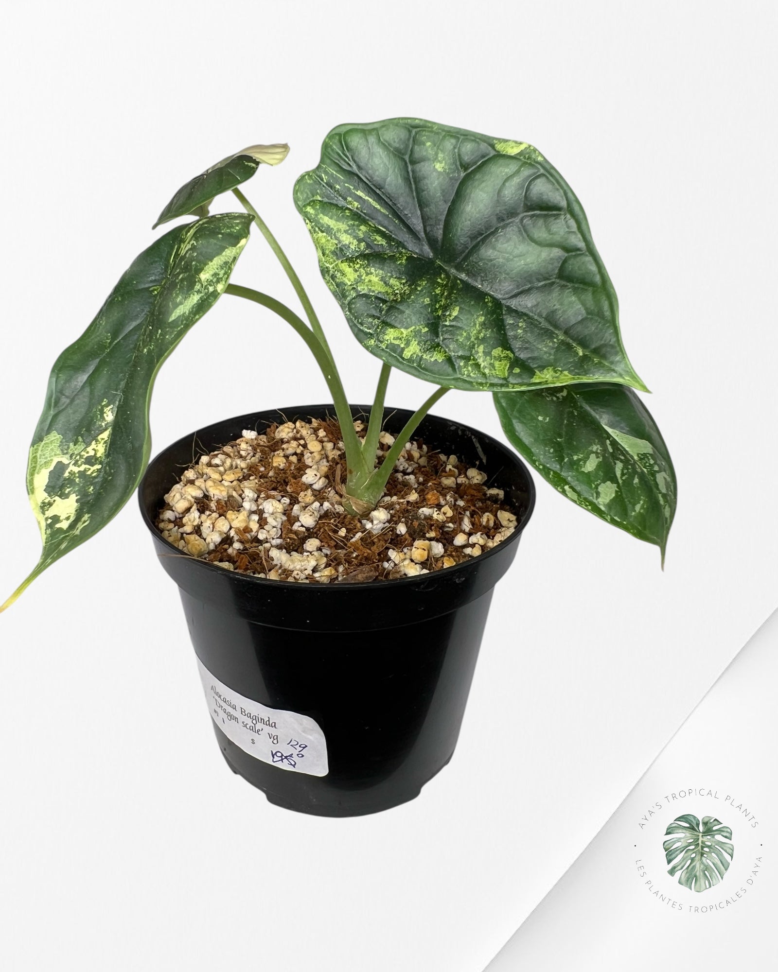 Alocasia baginda ' Dragon Scale’ variegated - F1