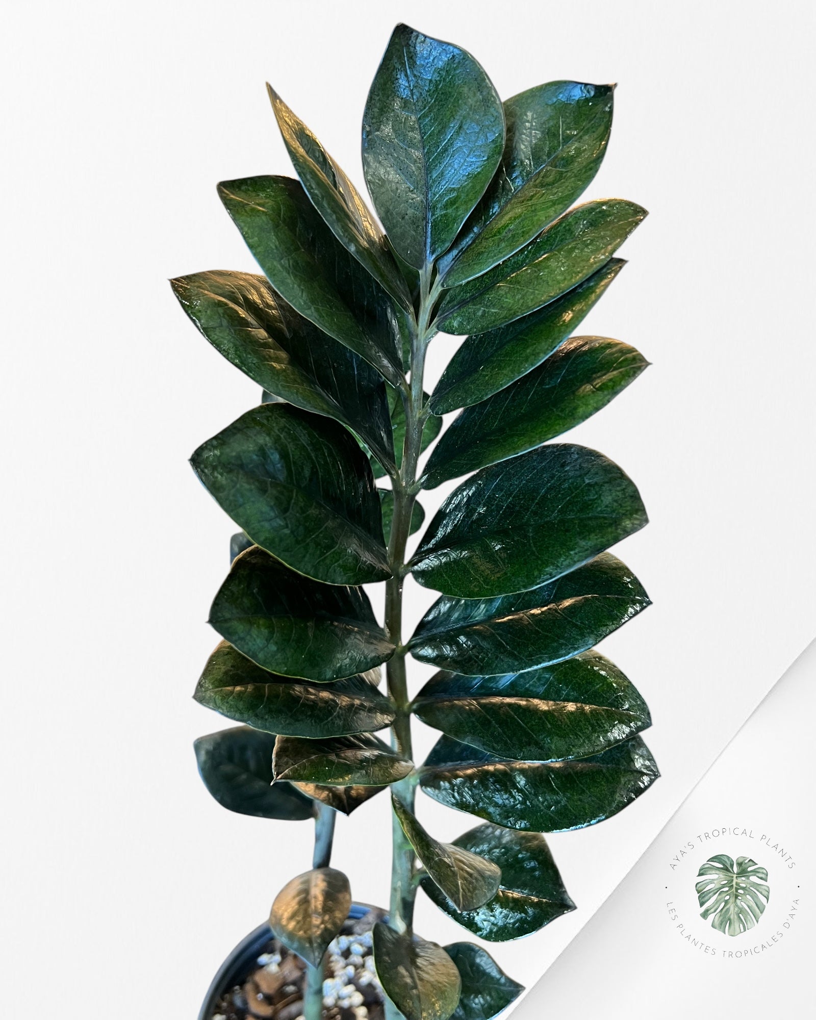 ZZ Nova Star  Zamioculcas Zamiifolia -DD