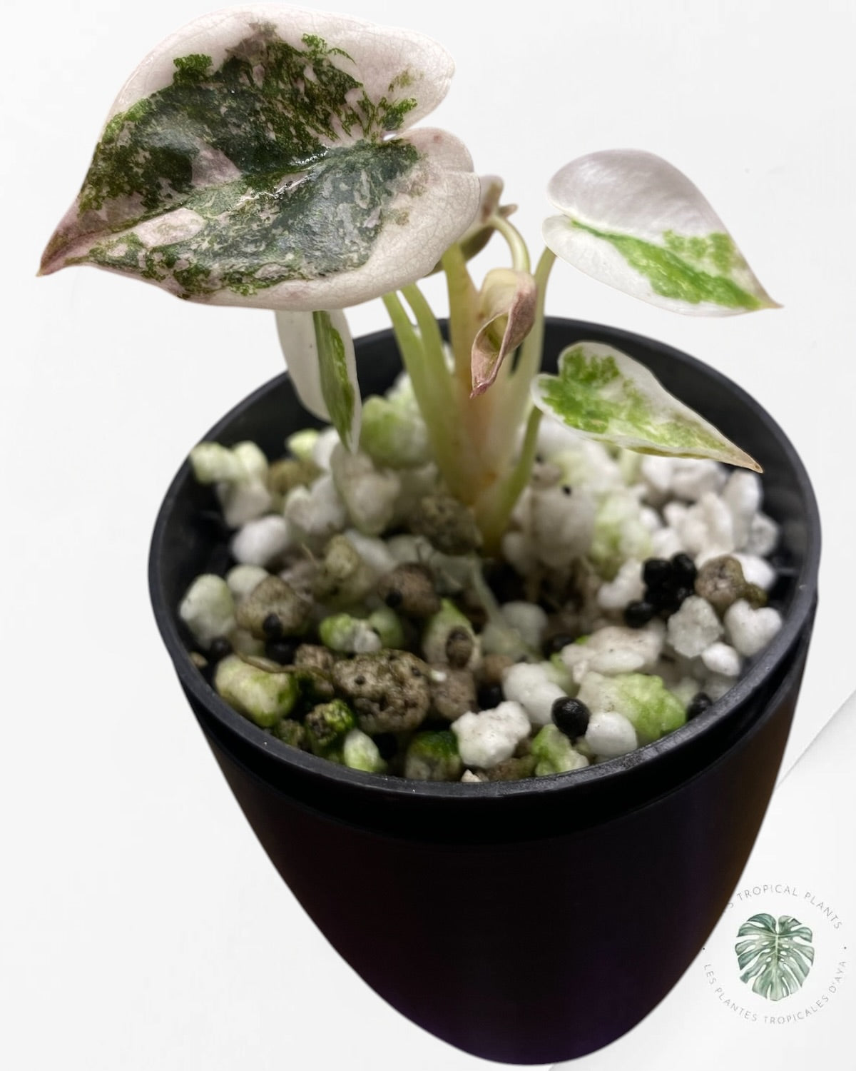 Alocasia Cuprea Pink Albo Variegated
