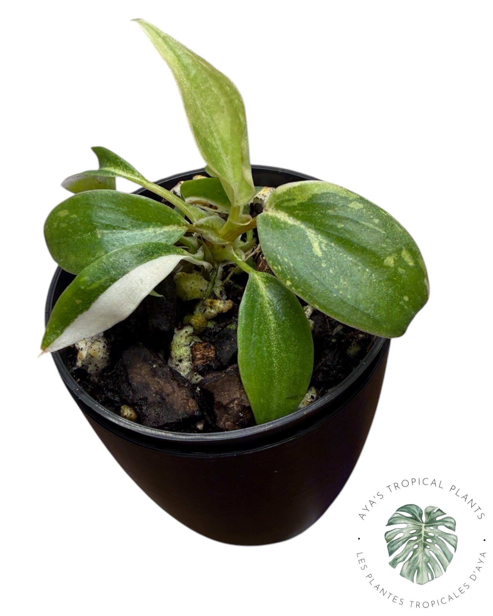 Philodendron Gloriosum Tricolor Variegated