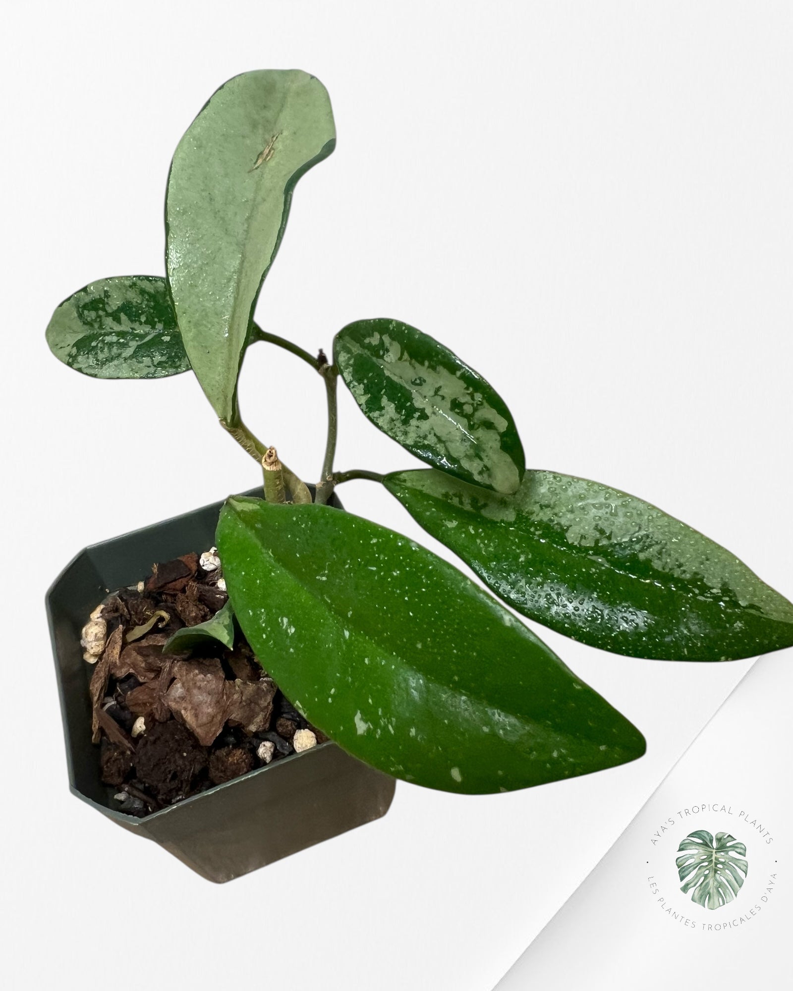 Hoya Ah074 - P39