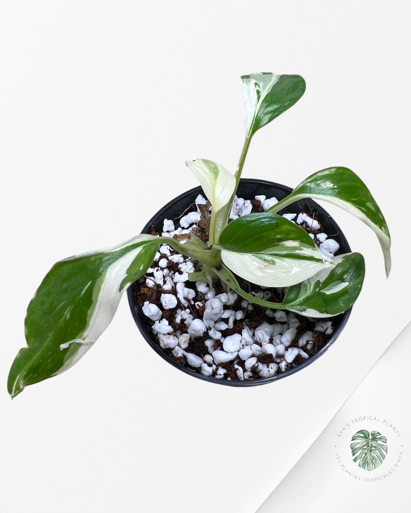 Homalomena rubescens "Albo" variegated  - 01