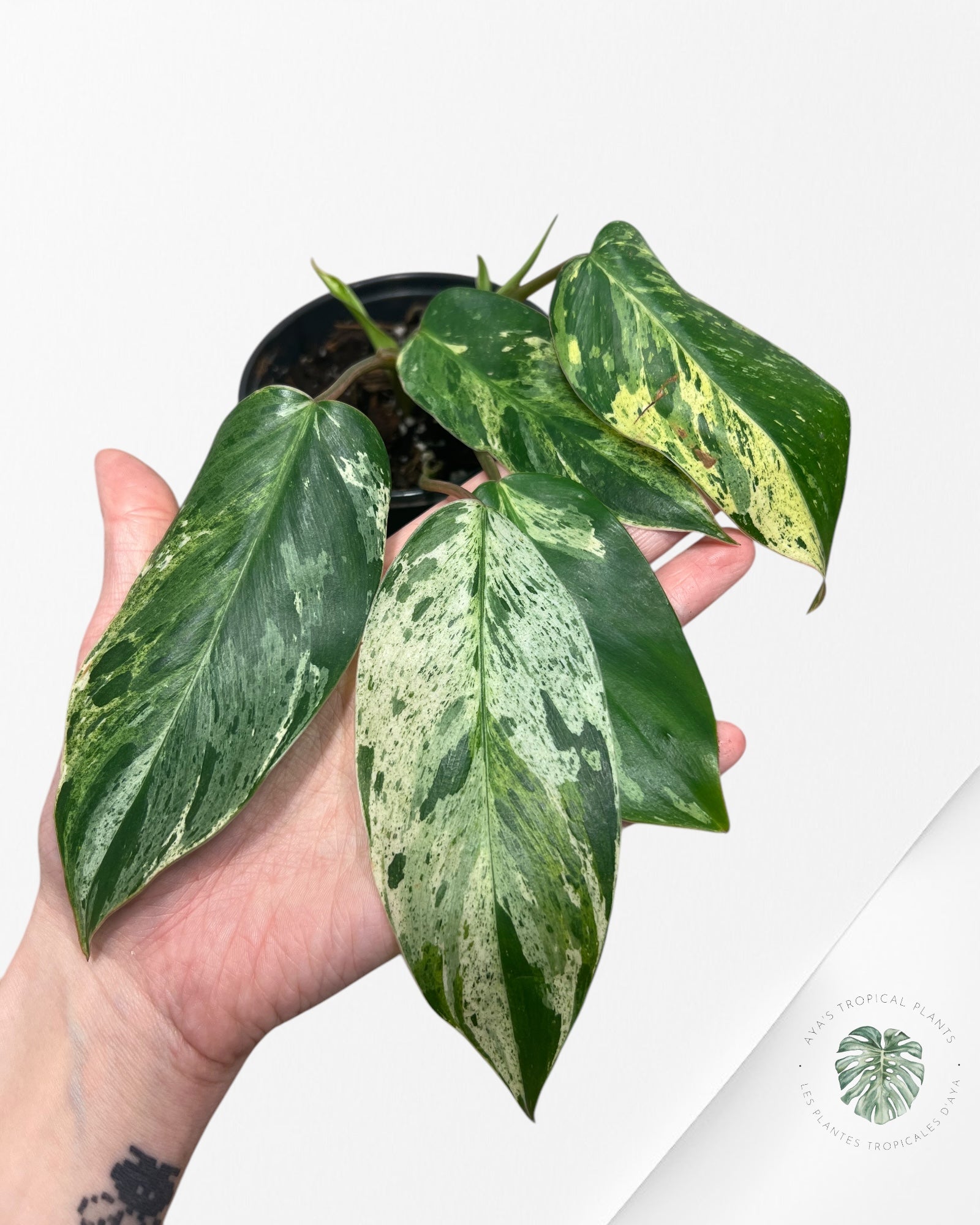 Philodendron Émeraude Glace Aurea -100