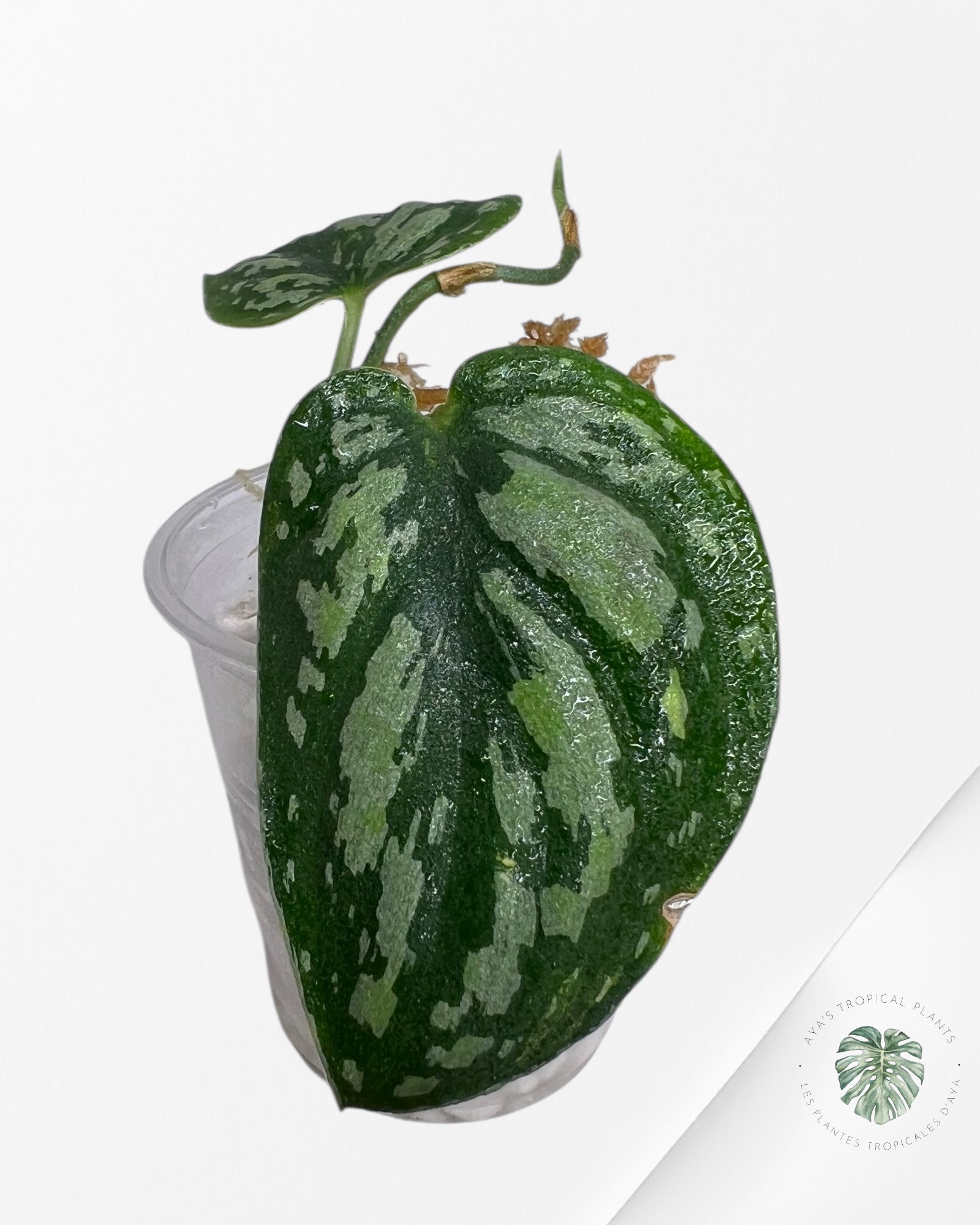 Scindapsus Dark Tricolor - DT1