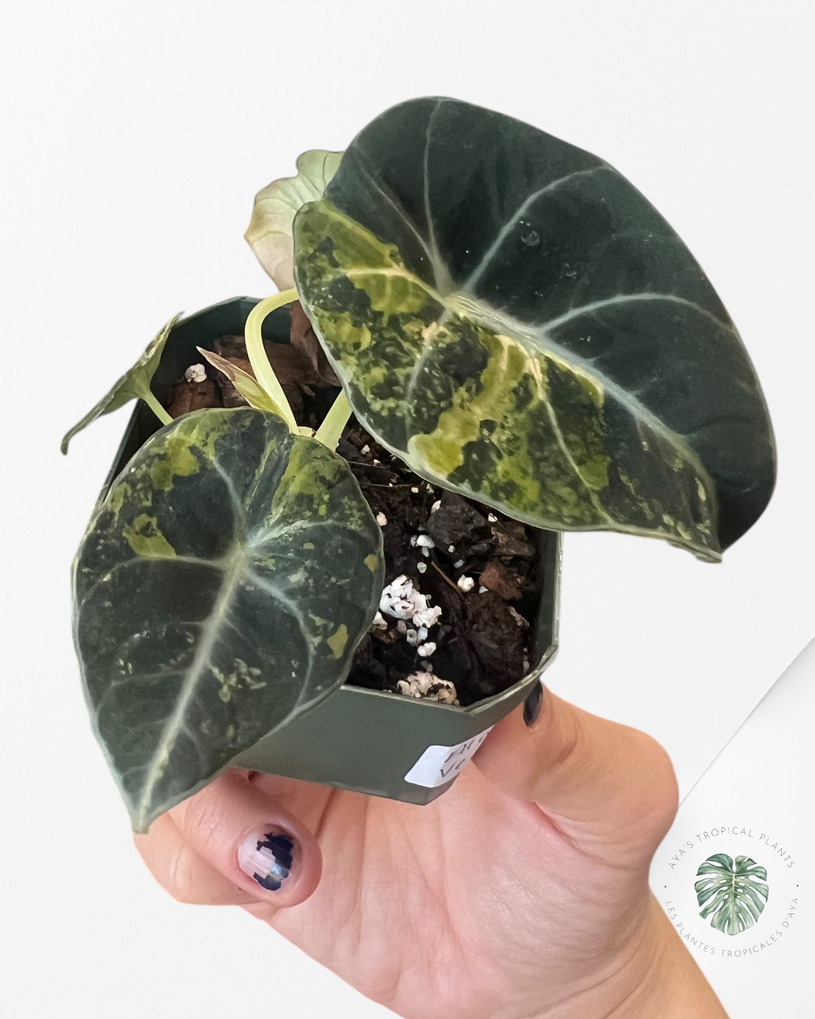 Alocasia Black Velvet Gold-ABVG4