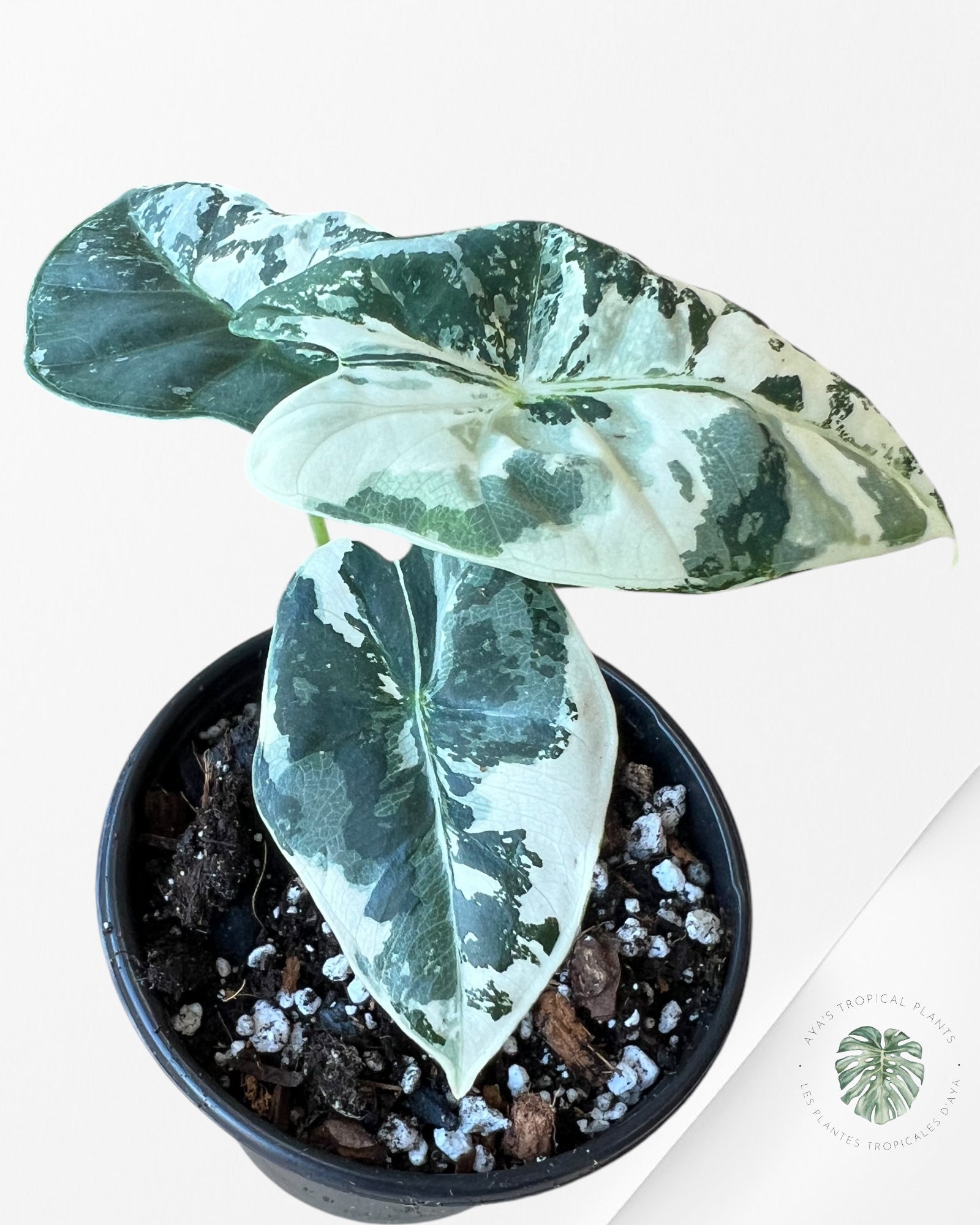 Alocasia Frydek Variegated-1902