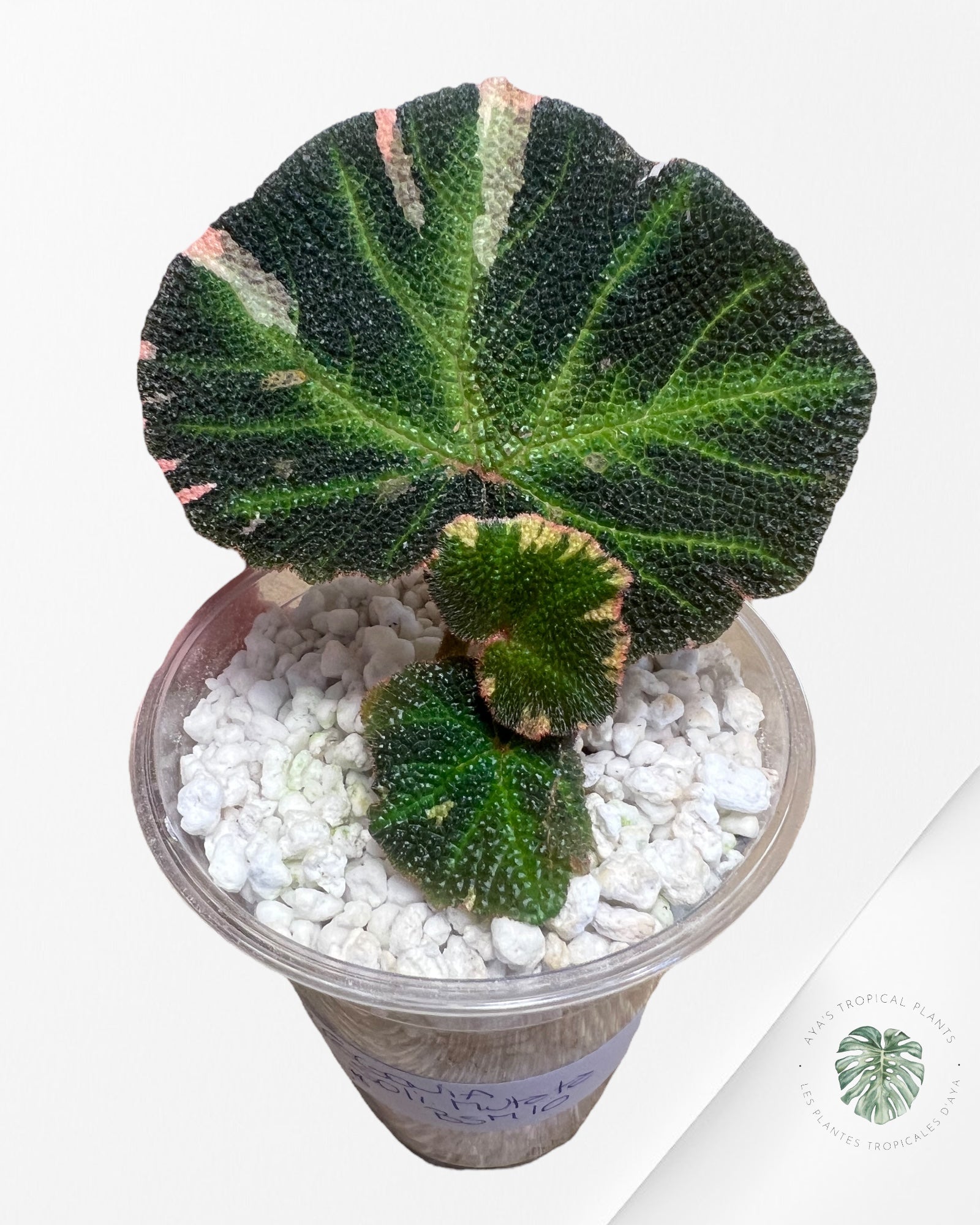 Begonia soli-mutata (variegated)-BSM10