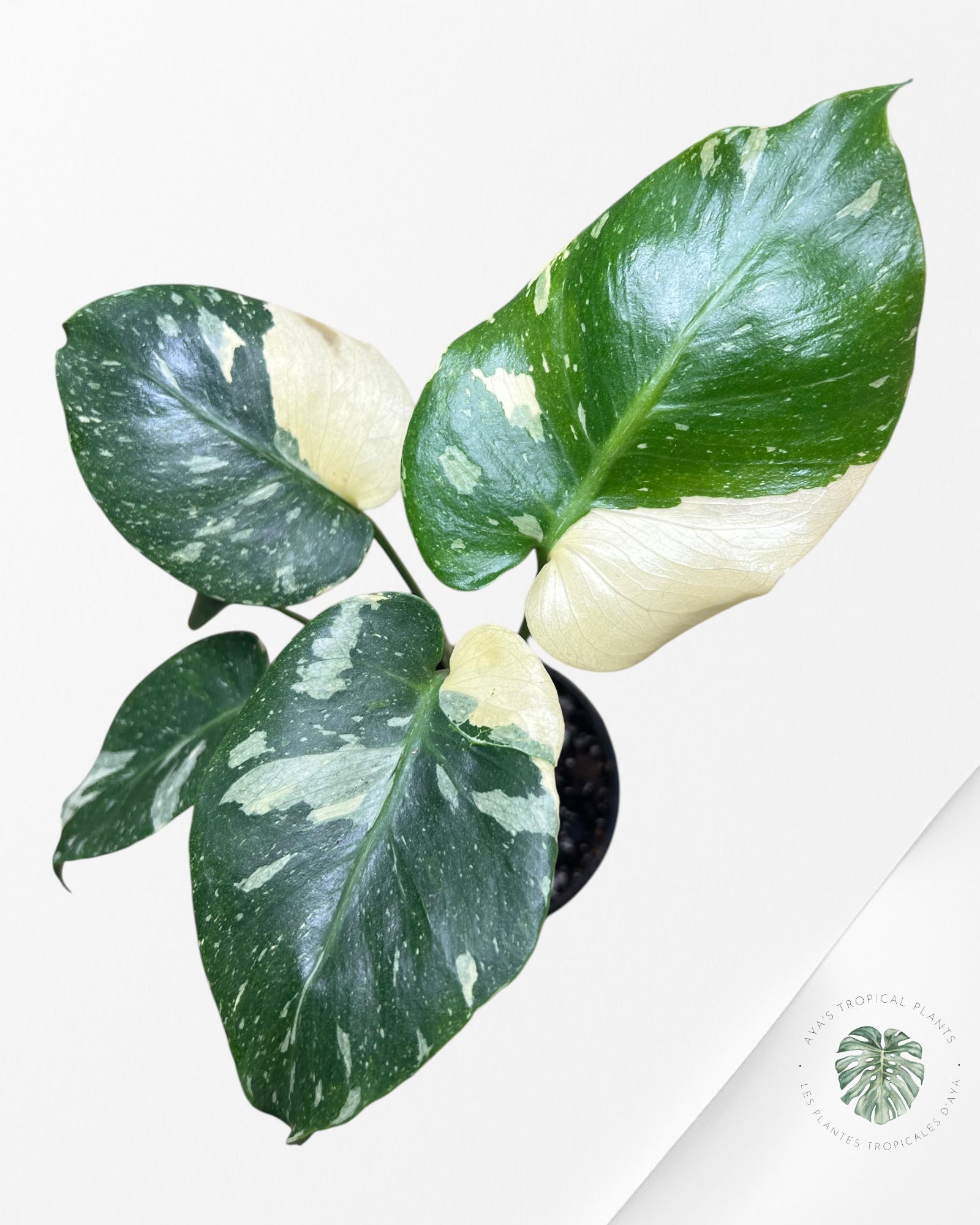 Monstera Thai Constellation-MTC13