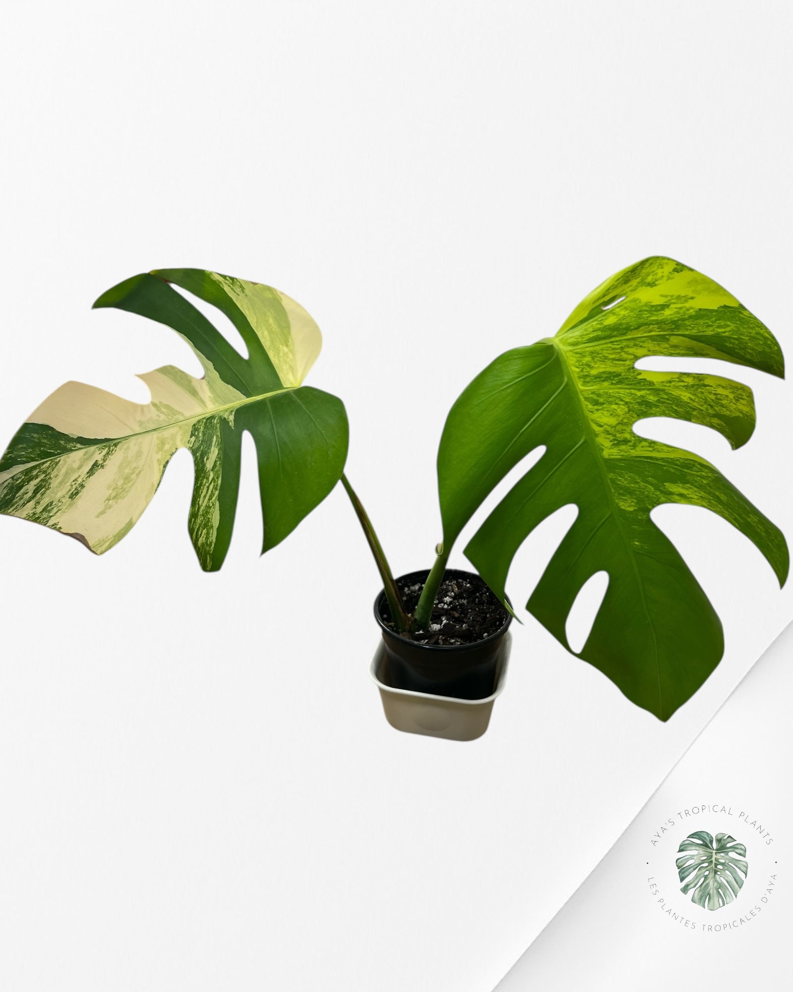 Monstera Aurea - VE2