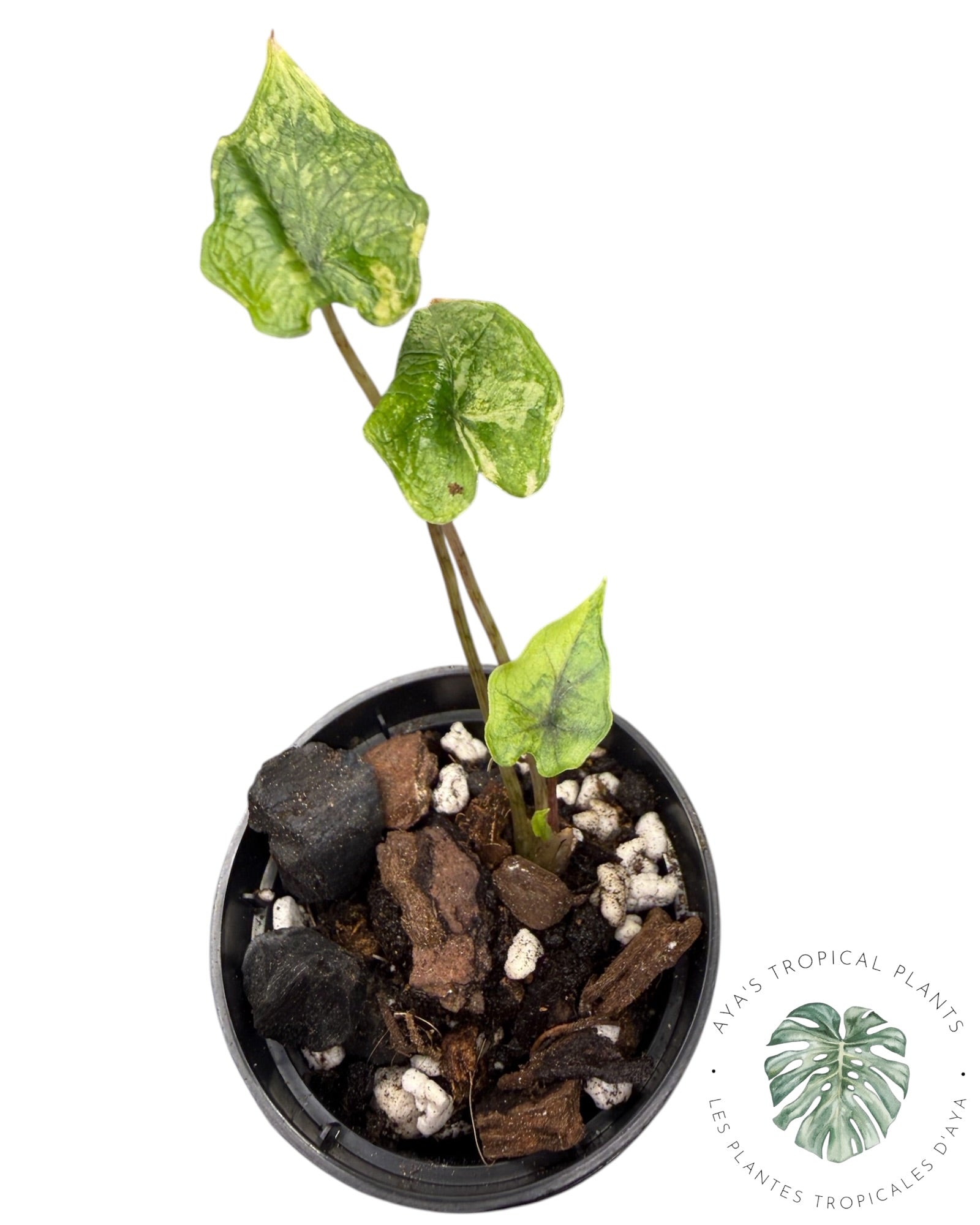 Alocasia Jacklyn Mystic variegated