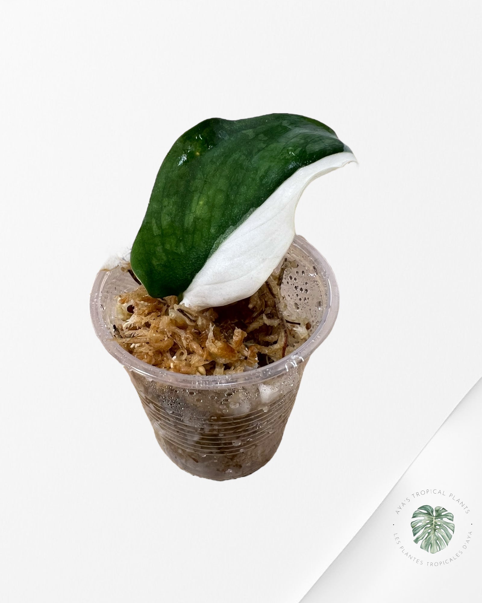 Scindapsus Dark Splash Albo -PU
