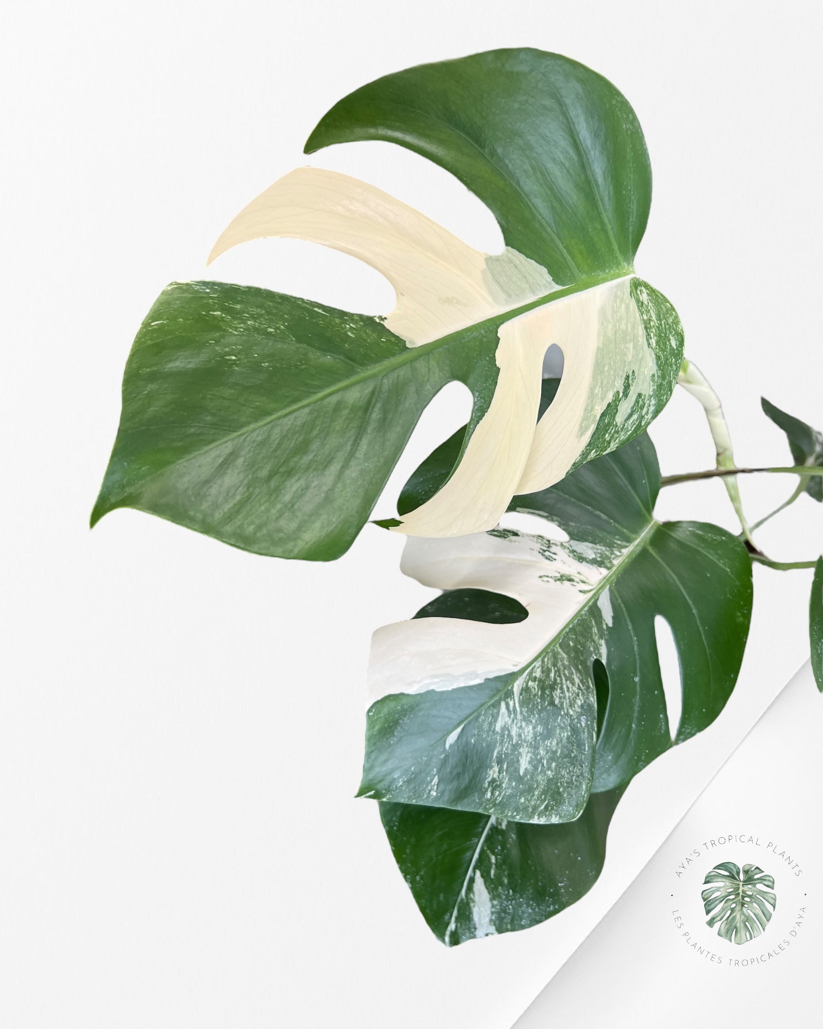 Monstera Borsigiana Albo-JA3