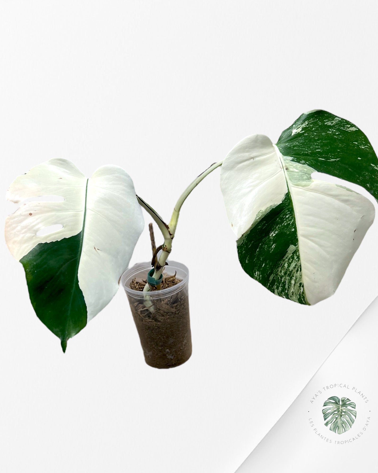 Monstera Borsigiana Albo-JA1200