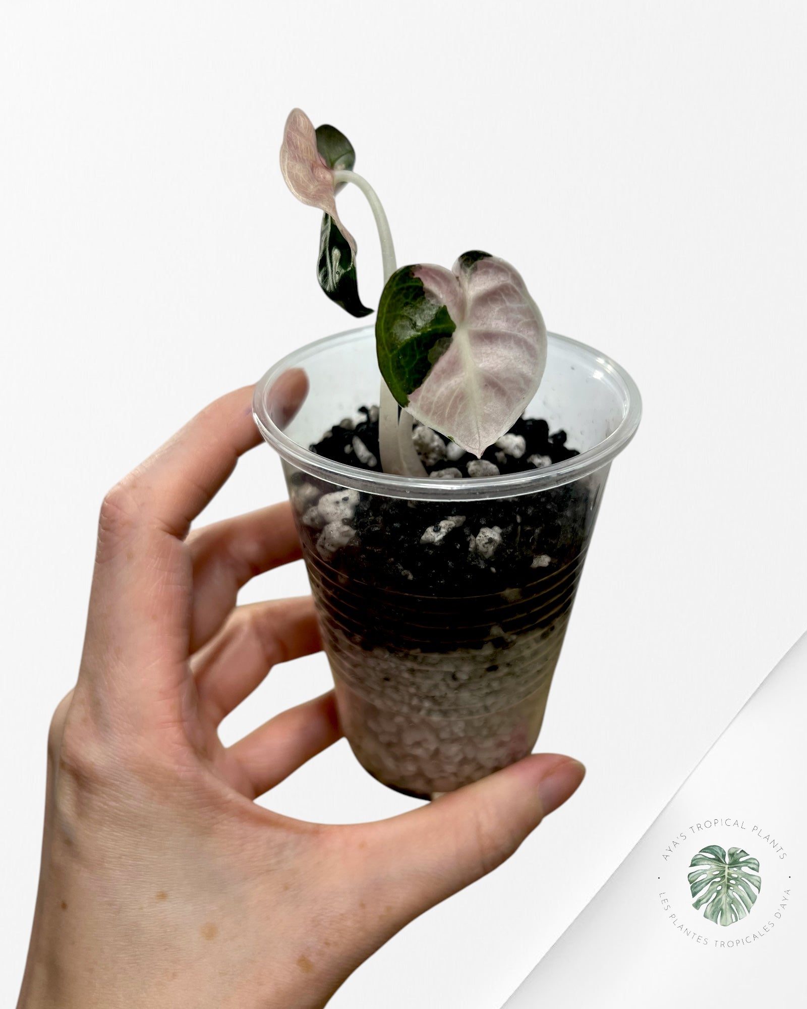 Alocasia Heart Balloon Pink Variegated - ST2