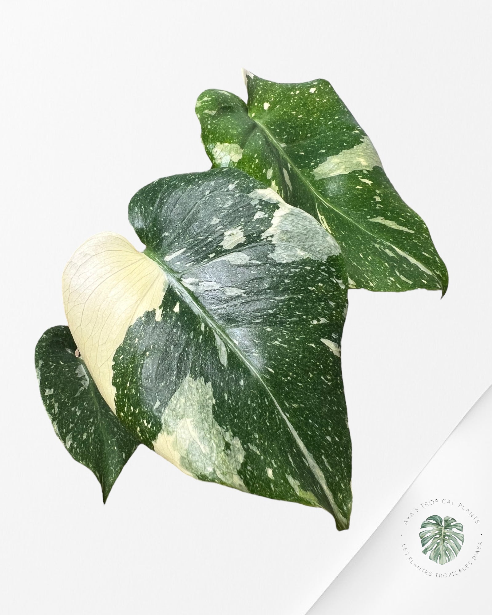 Monstera Thai Constellation-MTC9