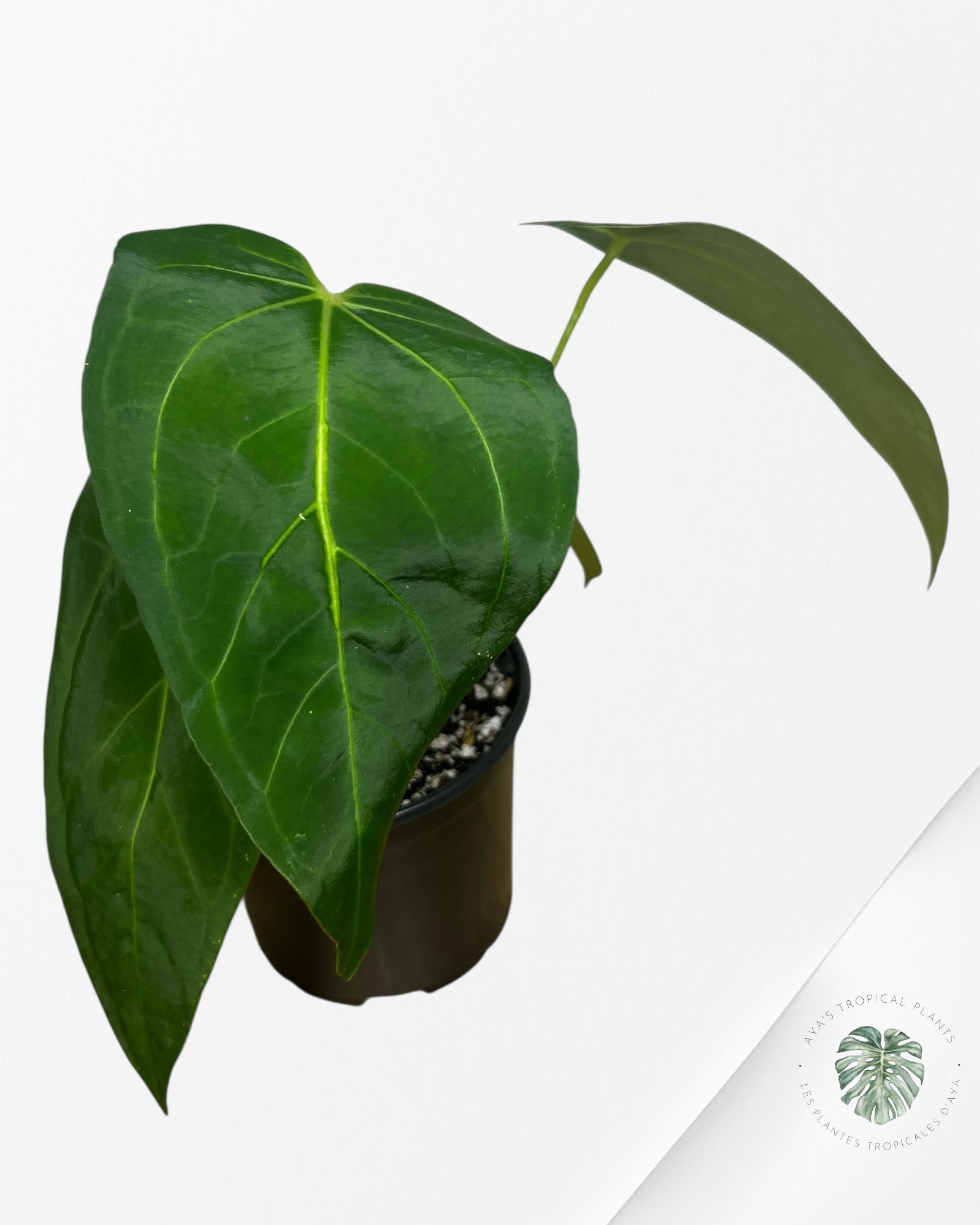 Anthurium 'Ace of Spades' x papillilaminum Fort Sherman'  - AF1