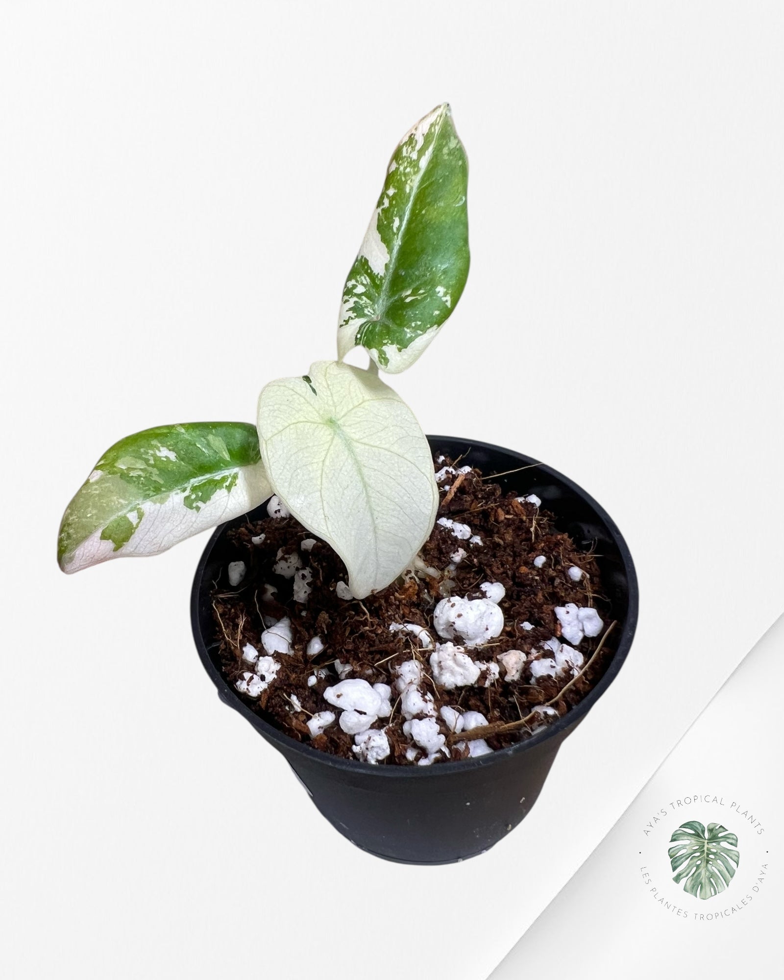 Alocasia Black Velvet Pink Variegated - 7