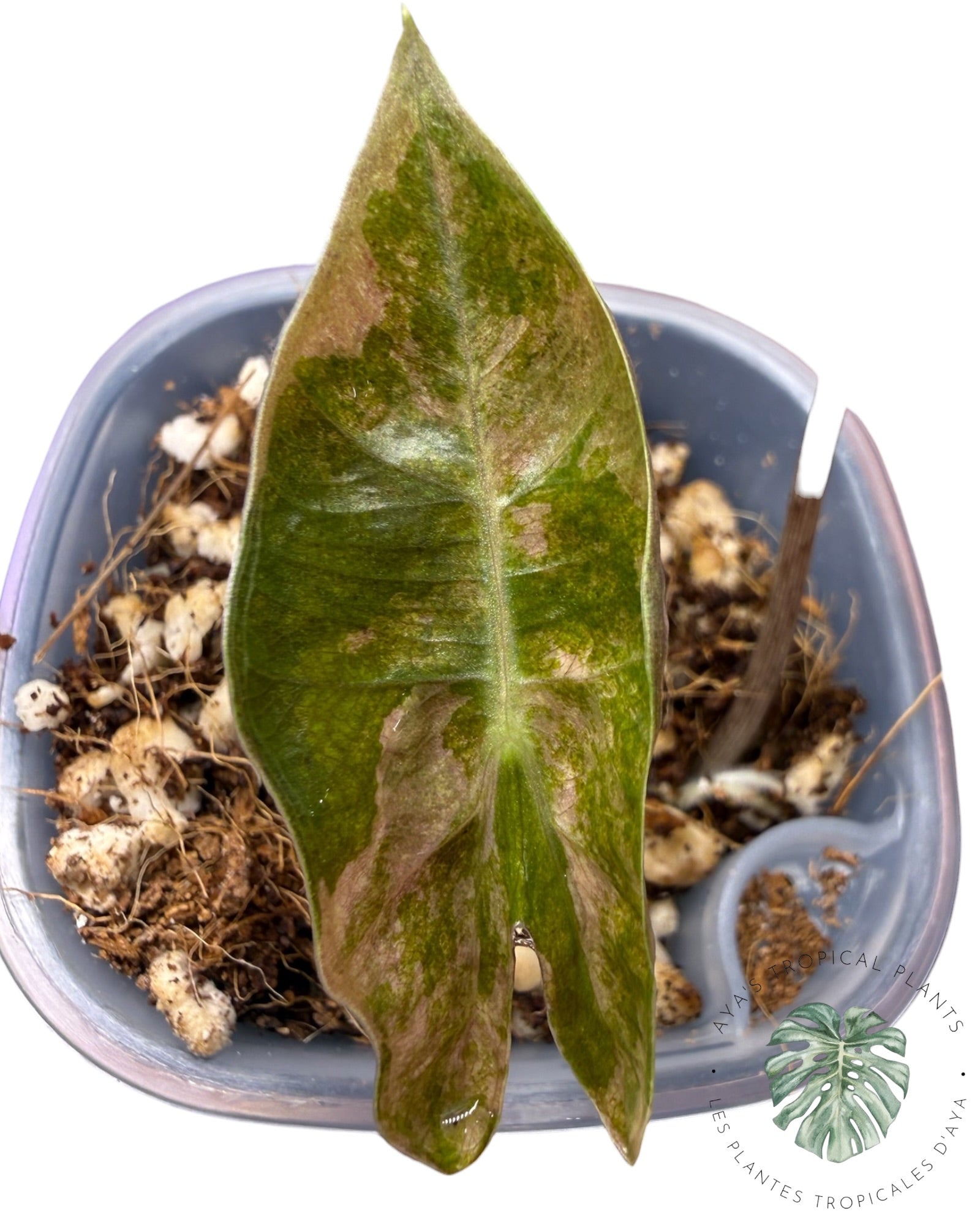 Alocasia Pseudo Sanderiana Rose
