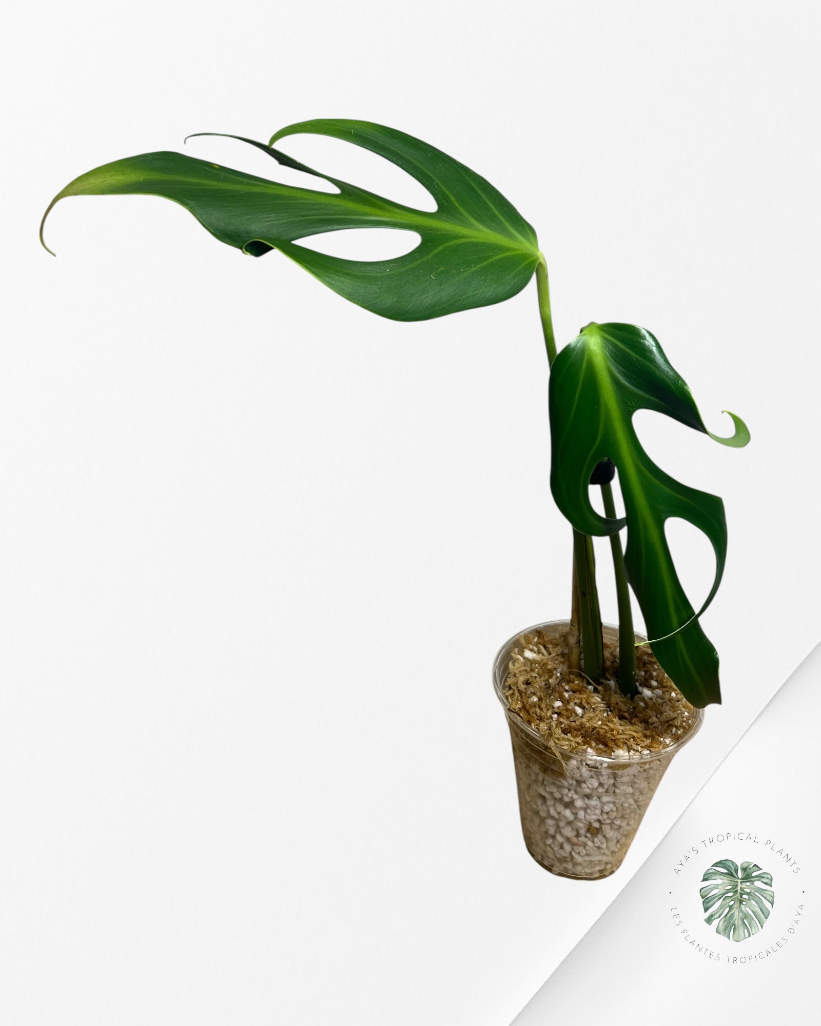 Monstera Burle Marx Flame - X