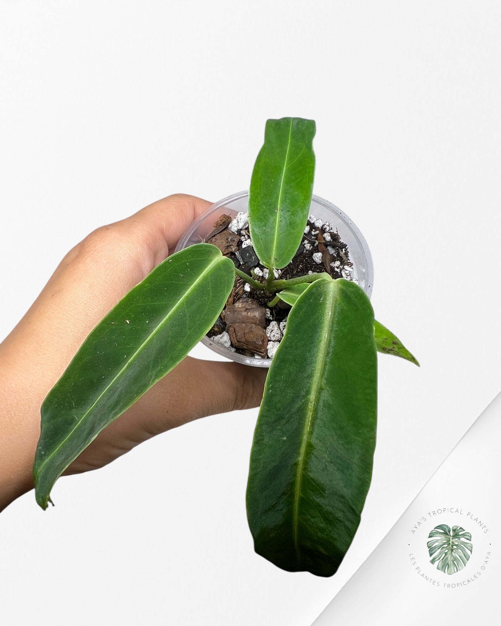 Anthurium Warocqueanum - 03